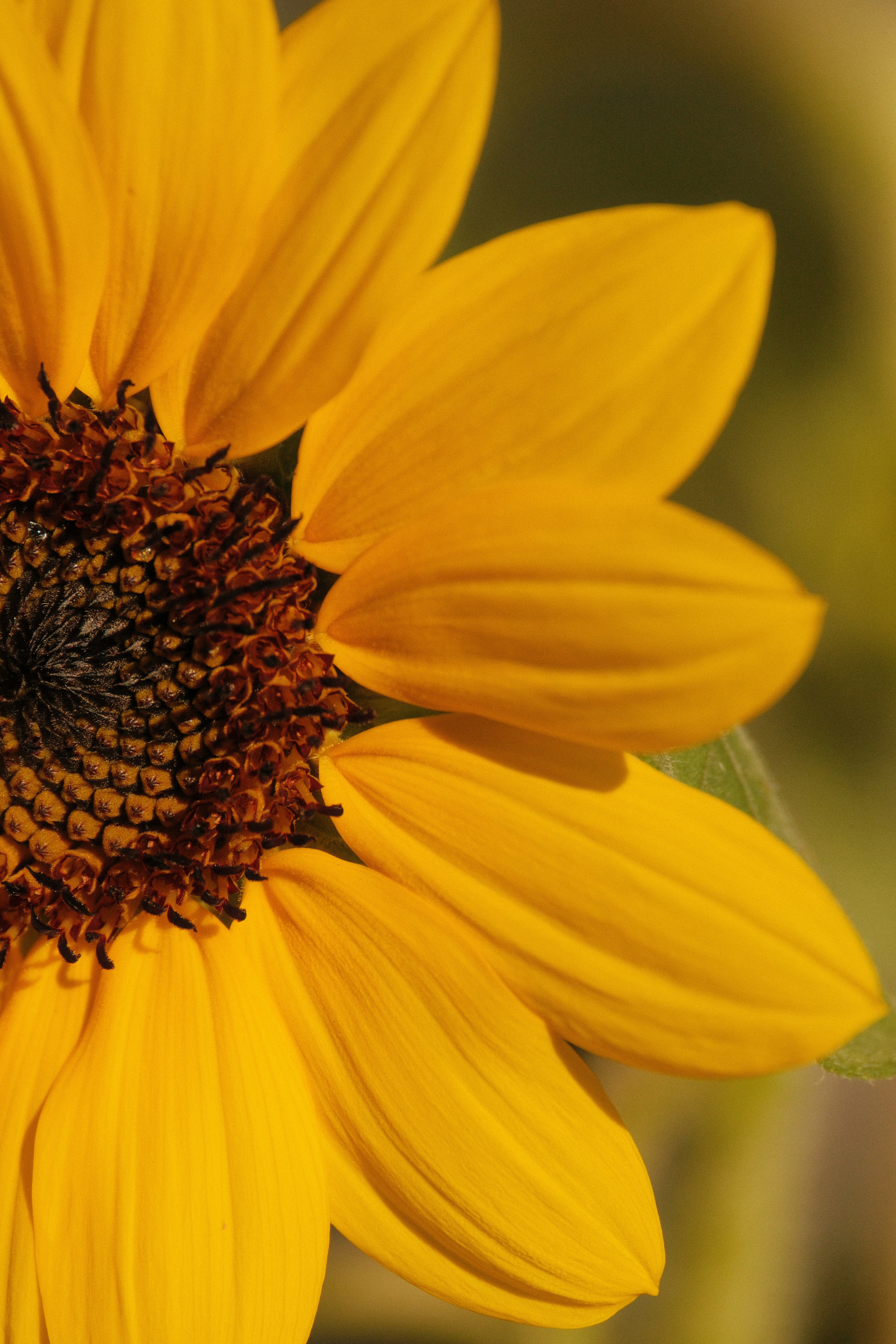A close-up of a bright yellow sunflower petal and dark brown center