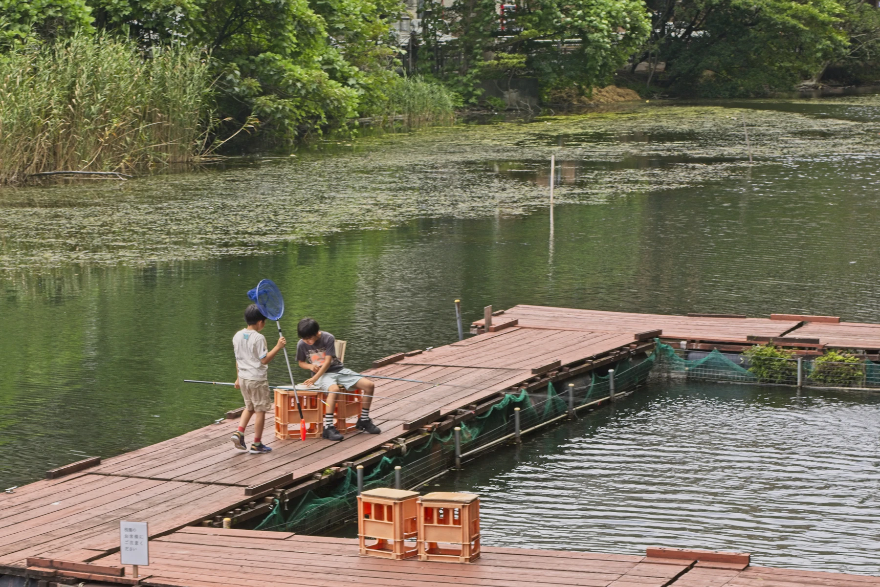 Two children with a blue dip net on a wooden dock over a weedy pond