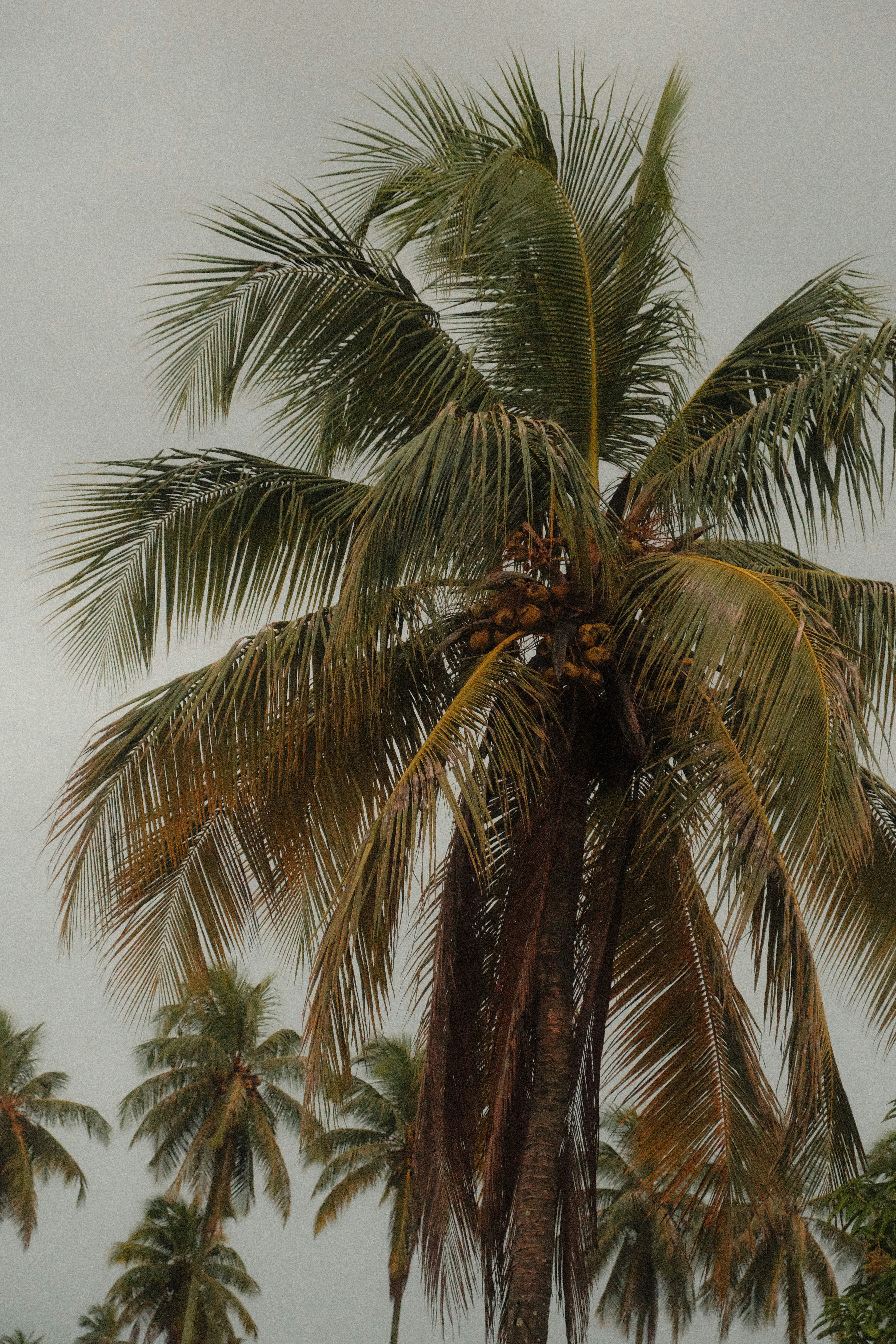 A tall coconut palm tree with green fronds against a grey overcast sky