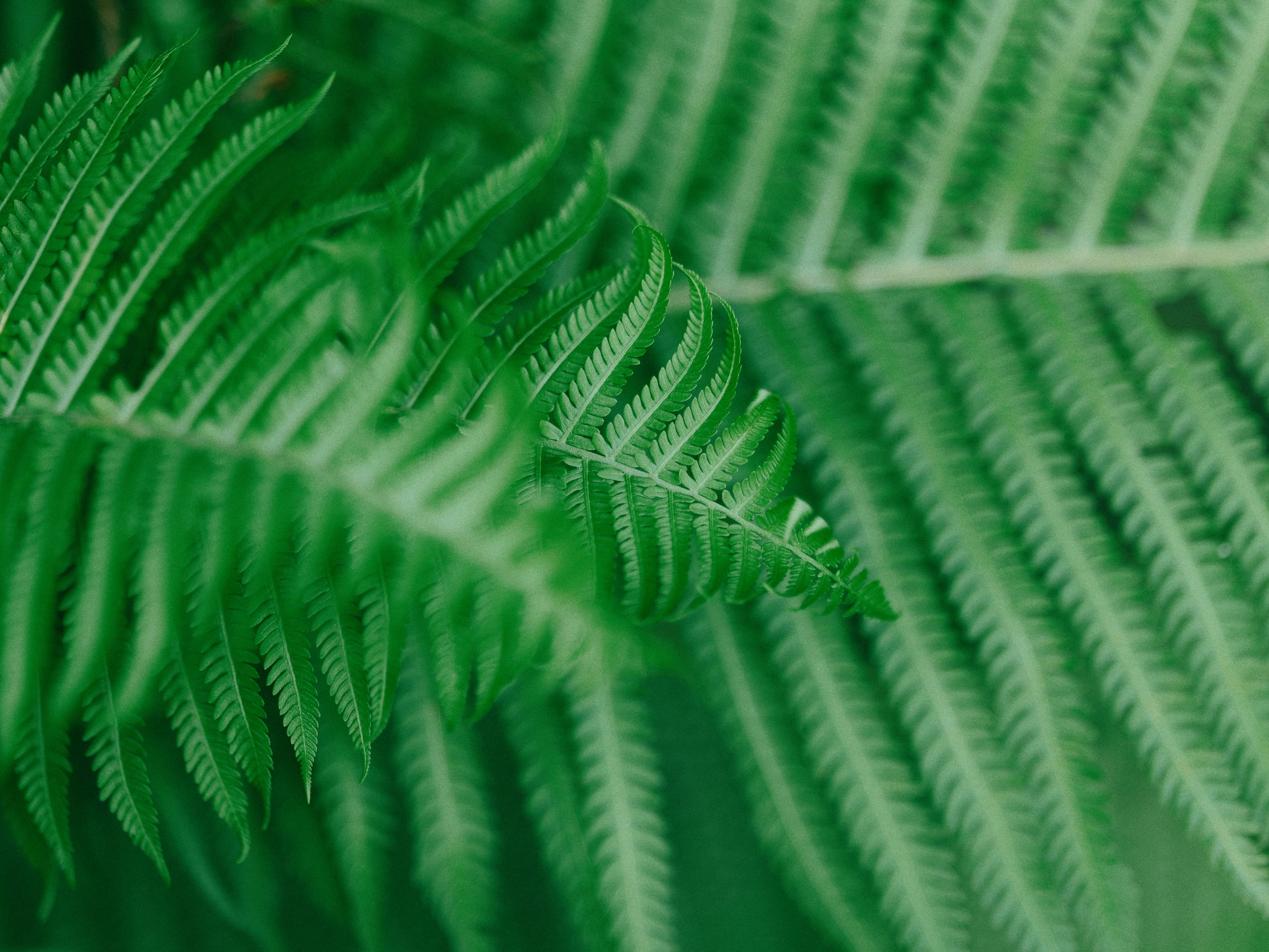 A close-up of vibrant green fern fronds with detailed feathery leaves