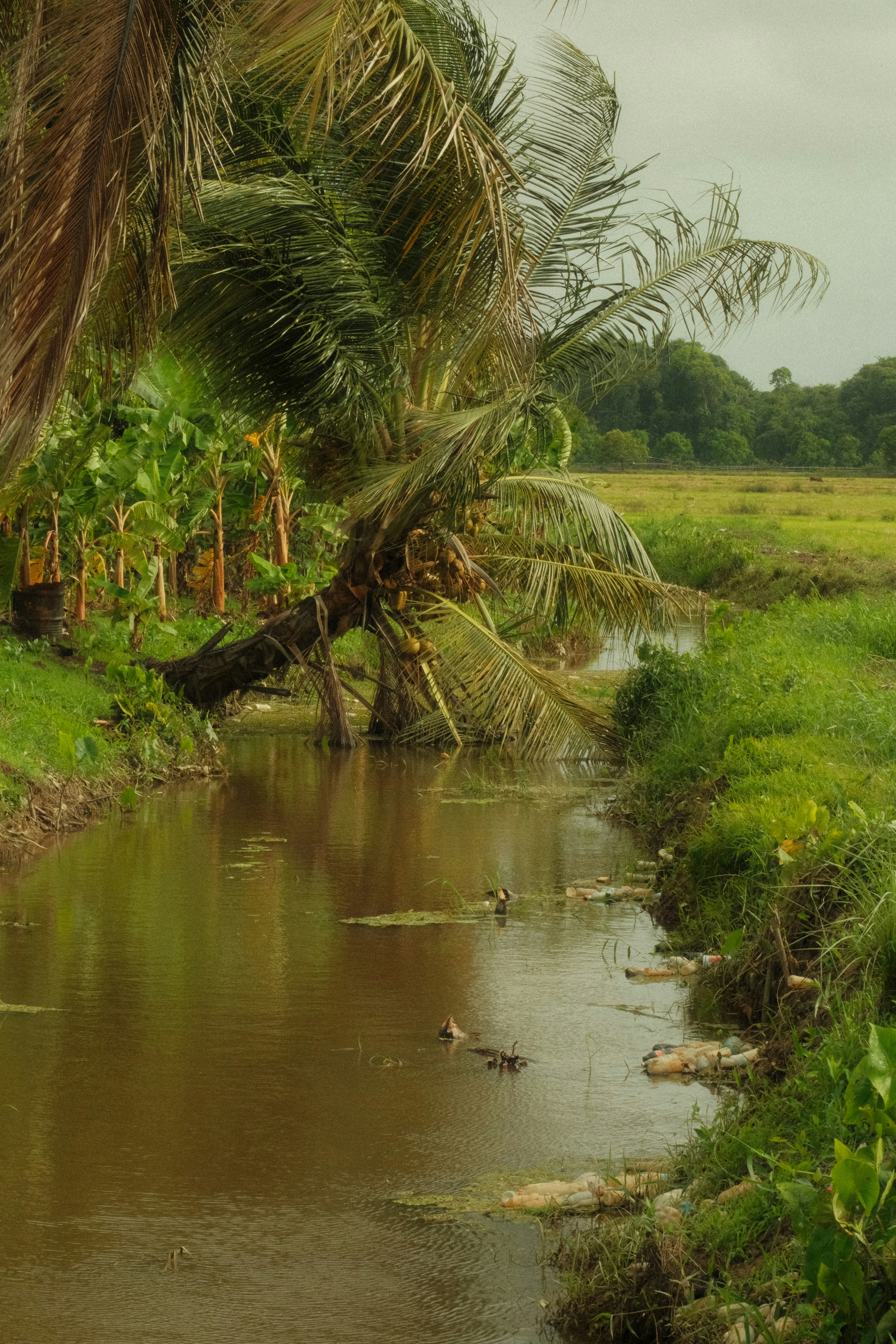 A leaning coconut palm tree over a narrow stream with floating plastic bottles