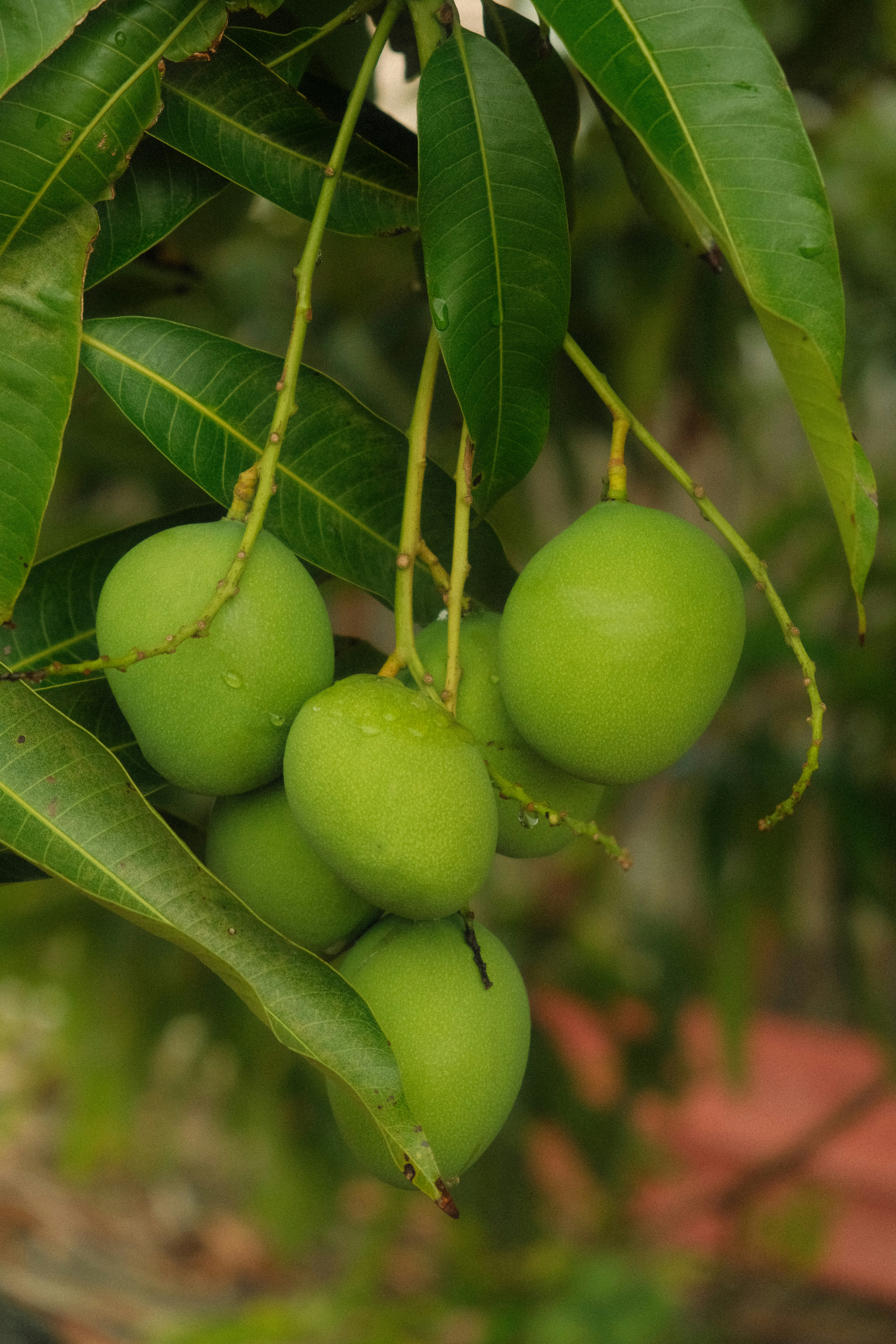 A cluster of green mangoes hanging from a branch with long leaves