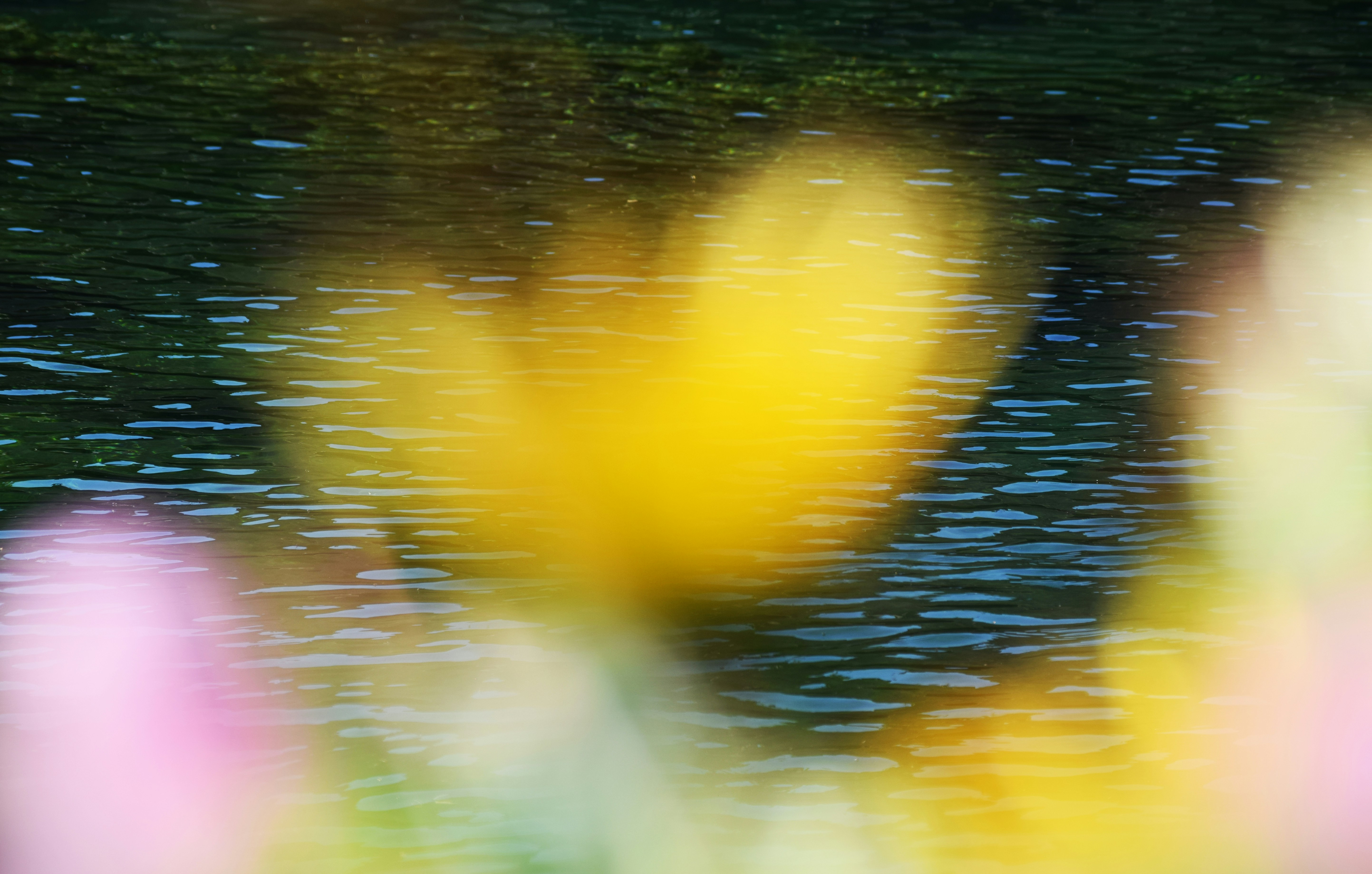 A blurred yellow flower in the foreground against dark rippling water