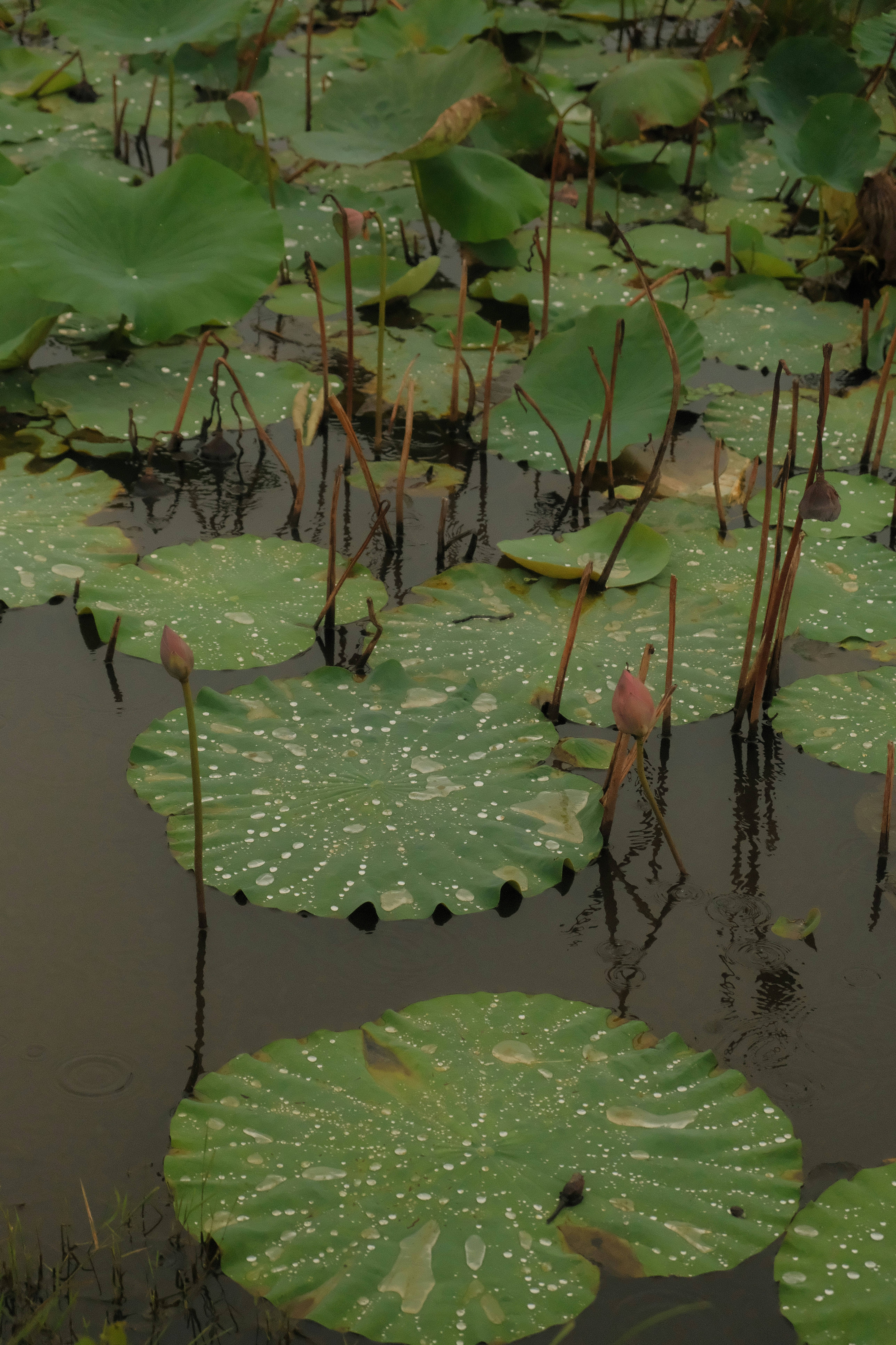 Raindrops on green lotus leaves floating in a dark pond with flower buds