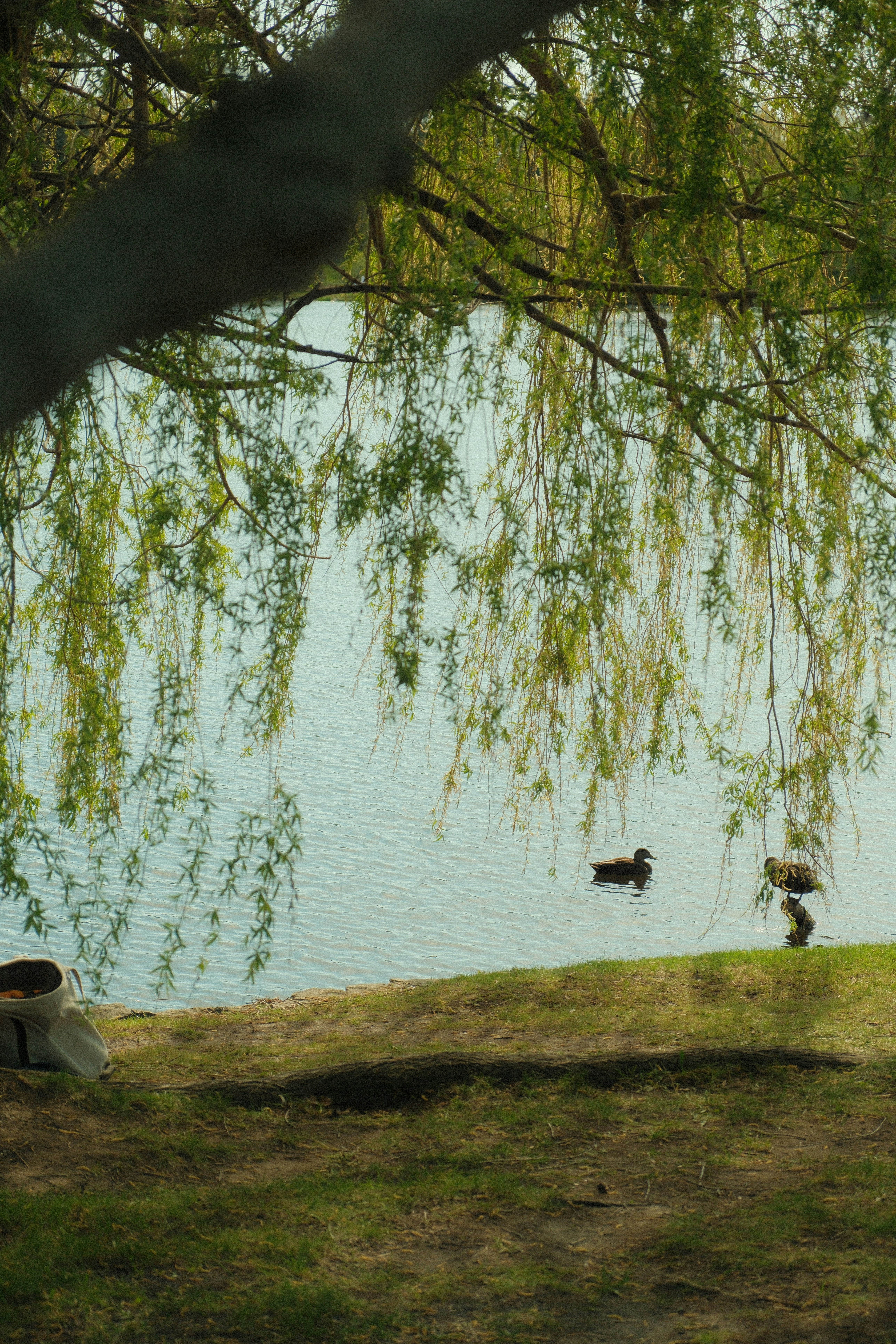 Two ducks swimming in a lake beneath the hanging branches of a willow tree