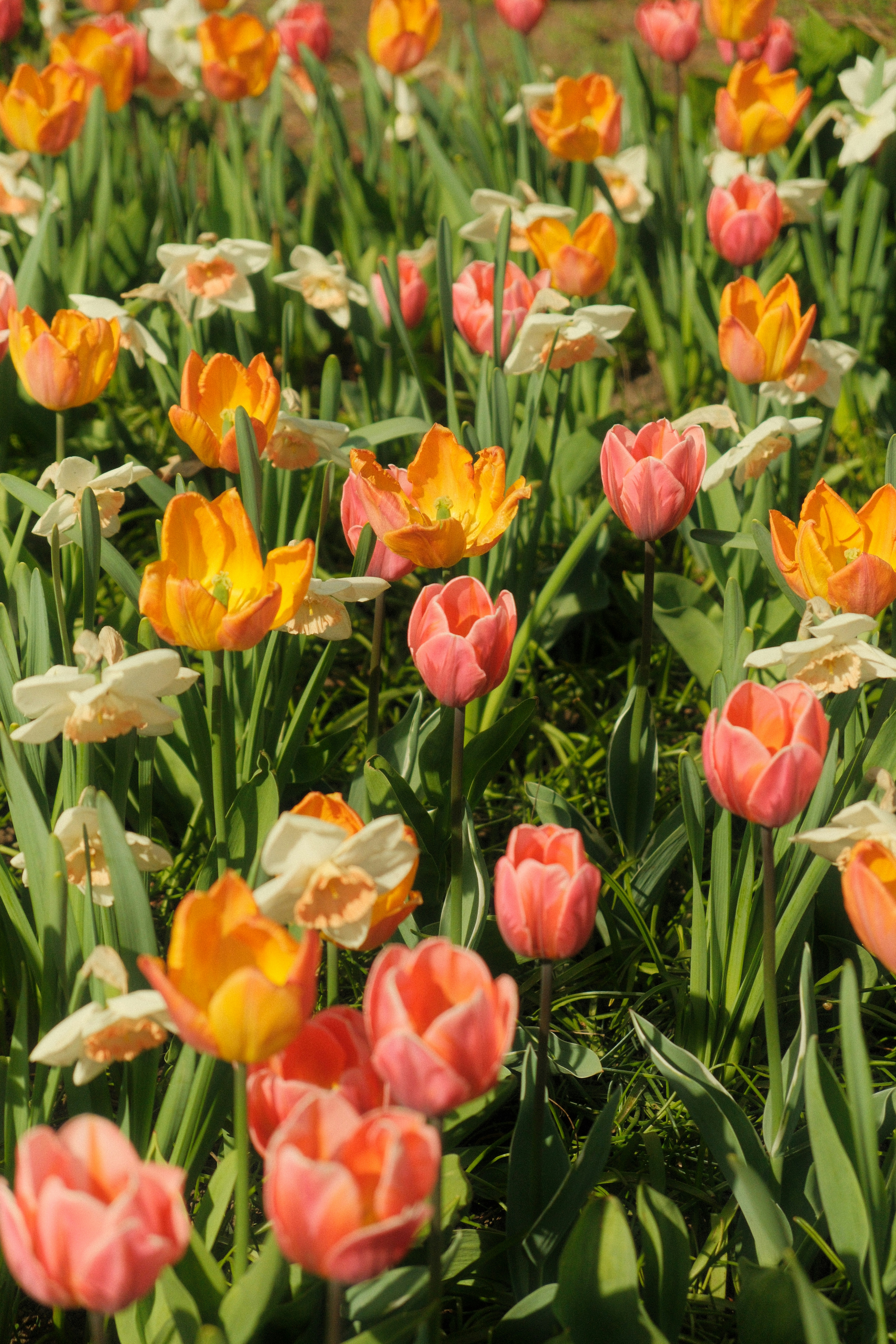 Orange and pink tulips with white daffodils in a sunlit garden in Ottawa