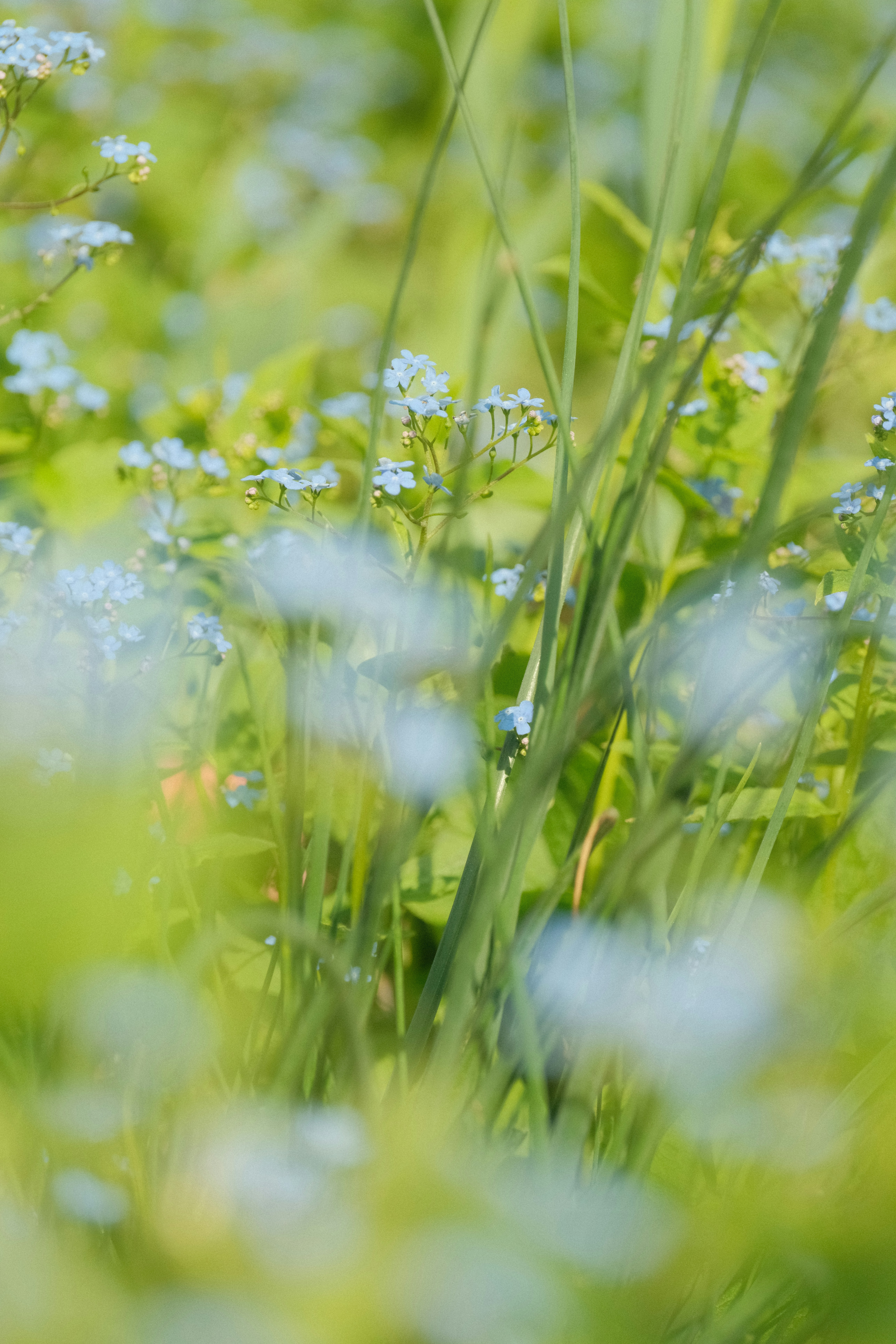 Small blue forget-me-not flowers growing among tall green grass in a meadow