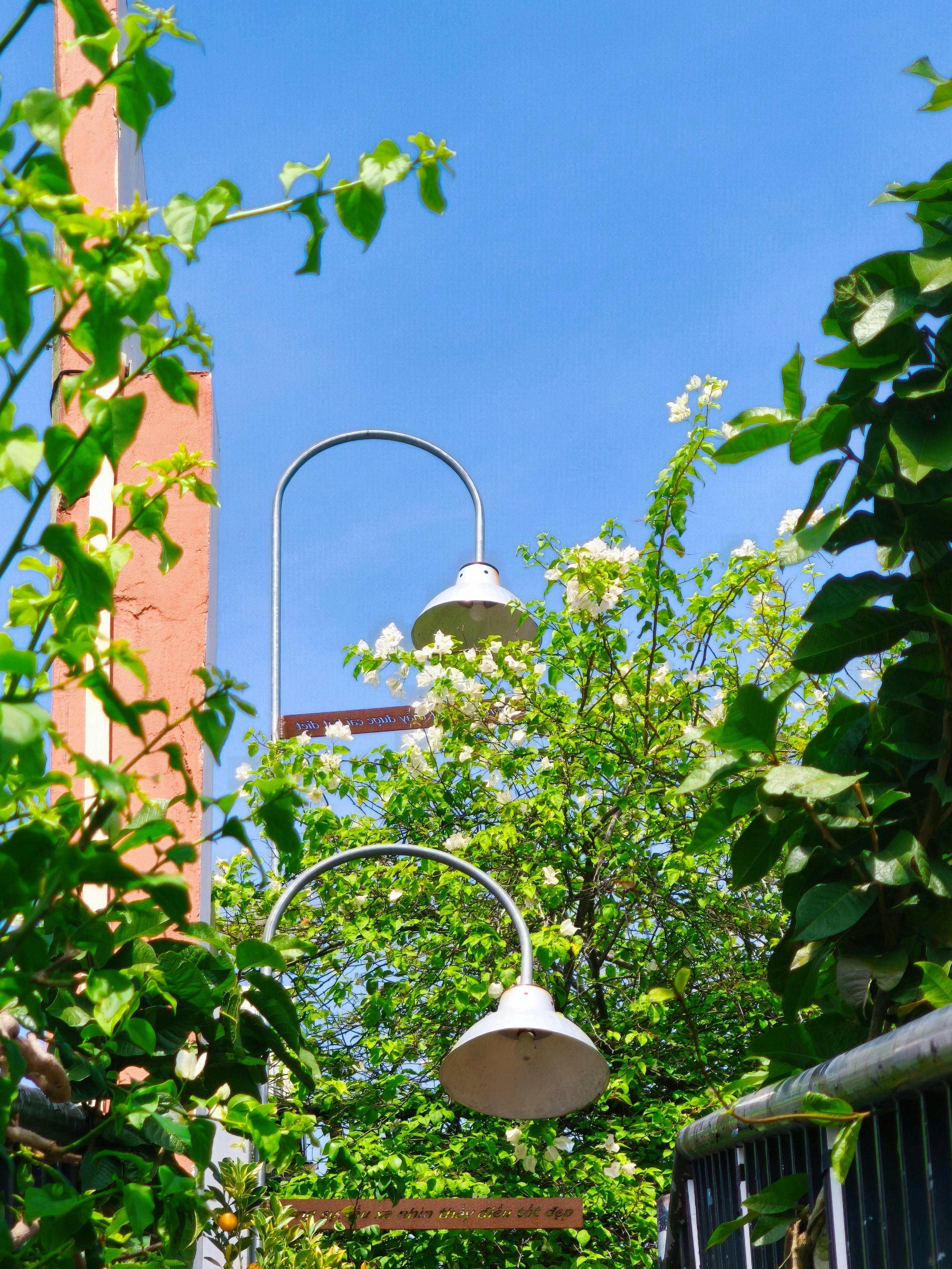 Two arched street lamps among white bougainvillea flowers against a clear blue sky