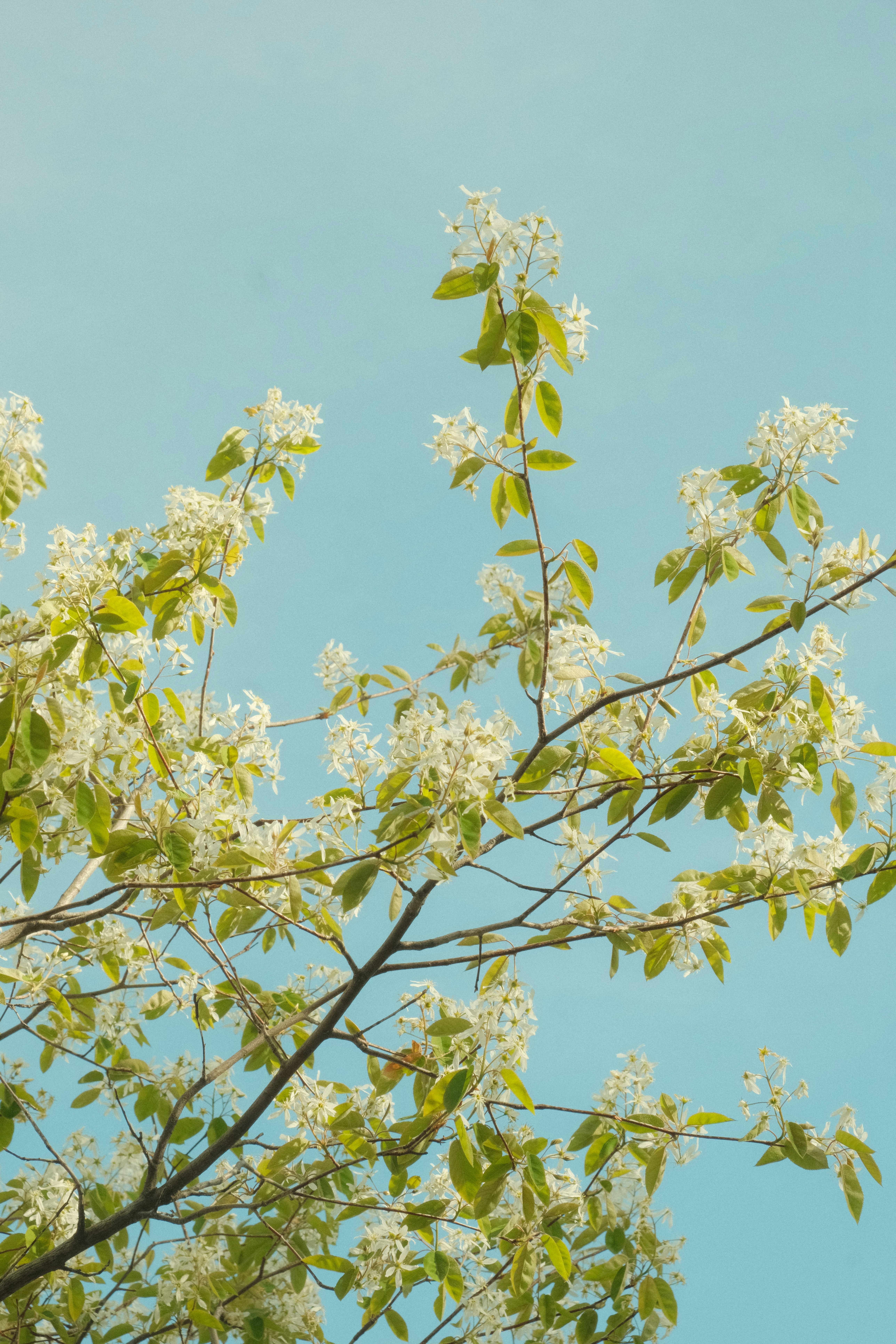 White blossoms on tree branches against a clear light blue sky
