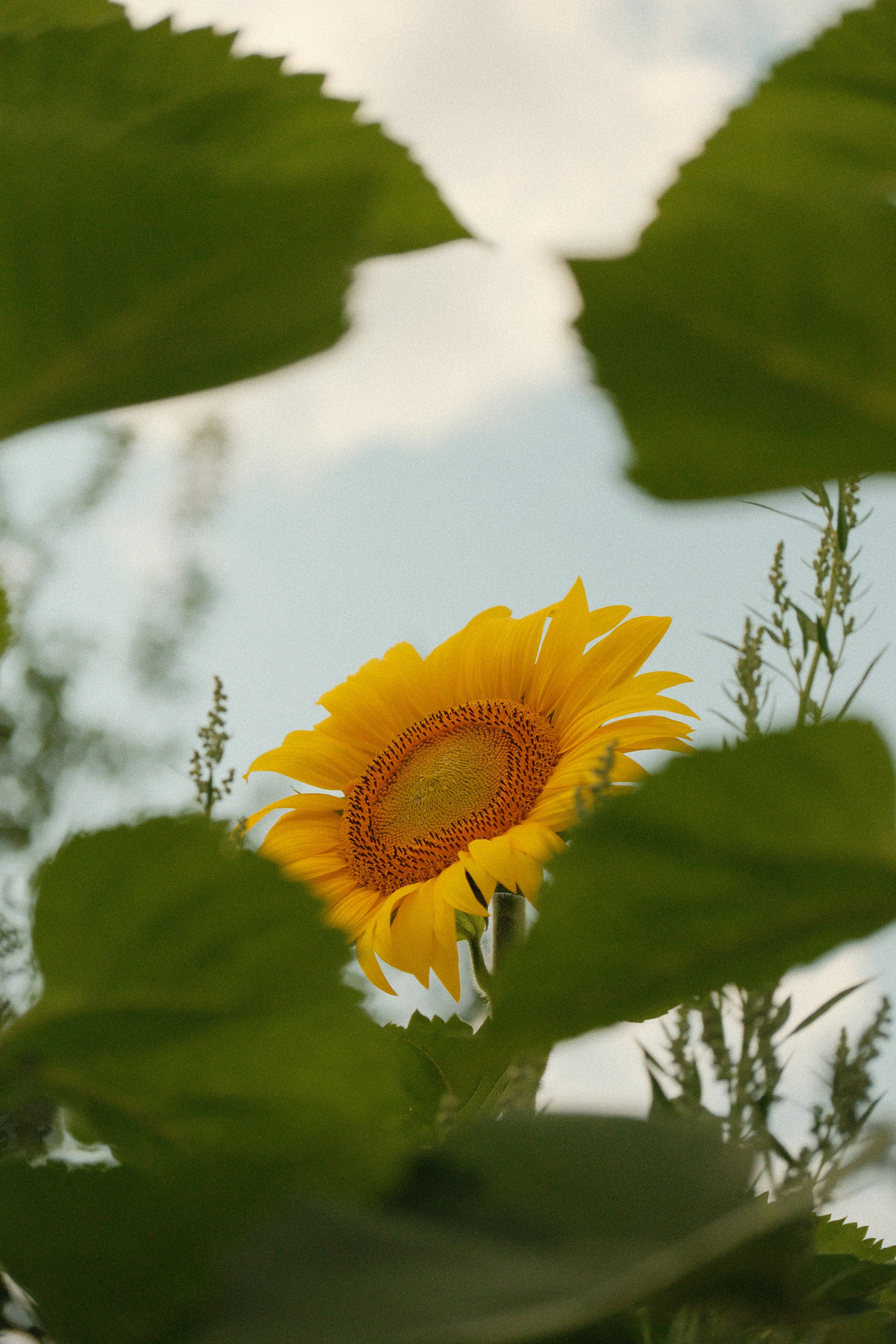 A bright yellow sunflower framed by large green leaves against a pale sky