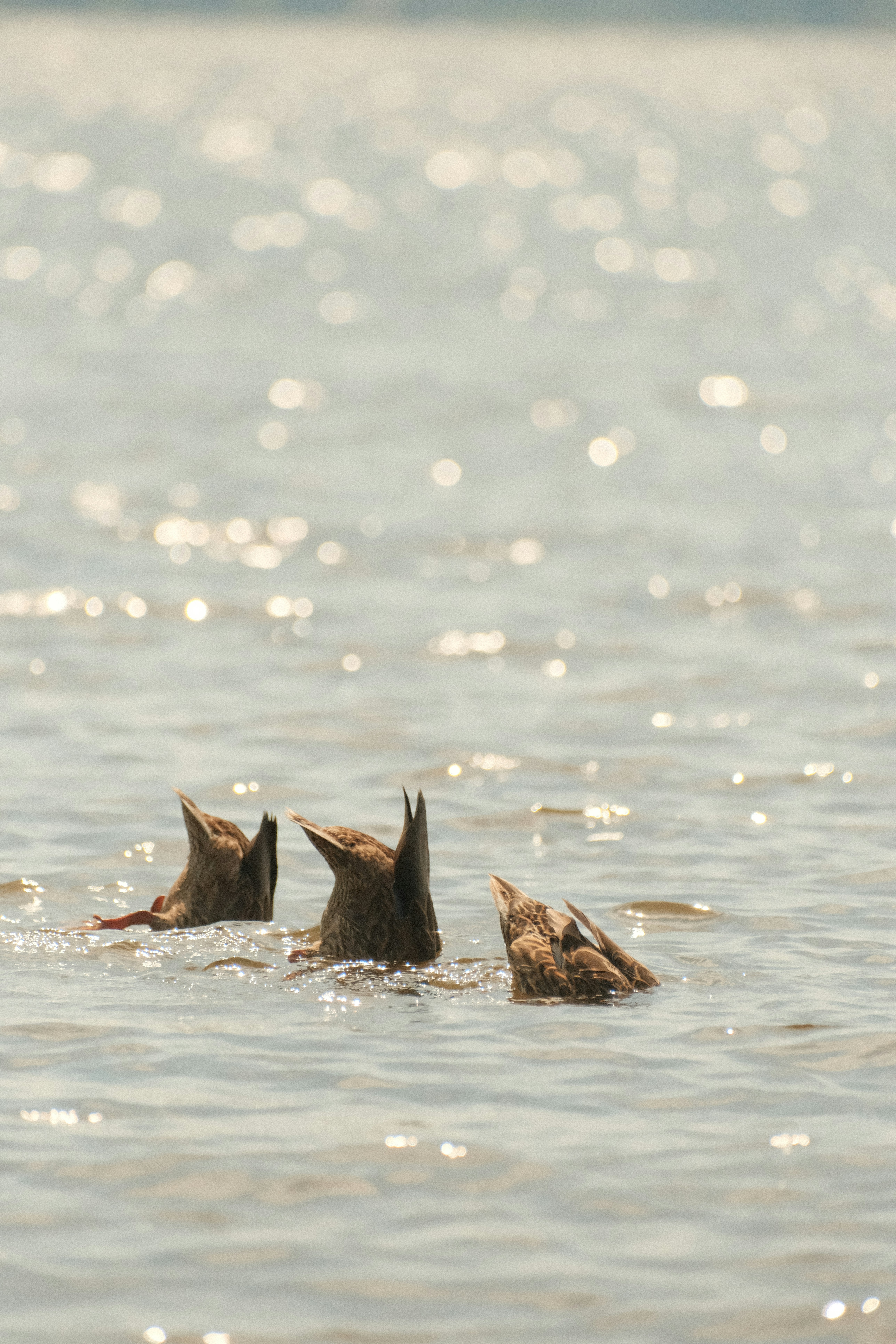 Three ducks diving for food in shimmering sunlit water