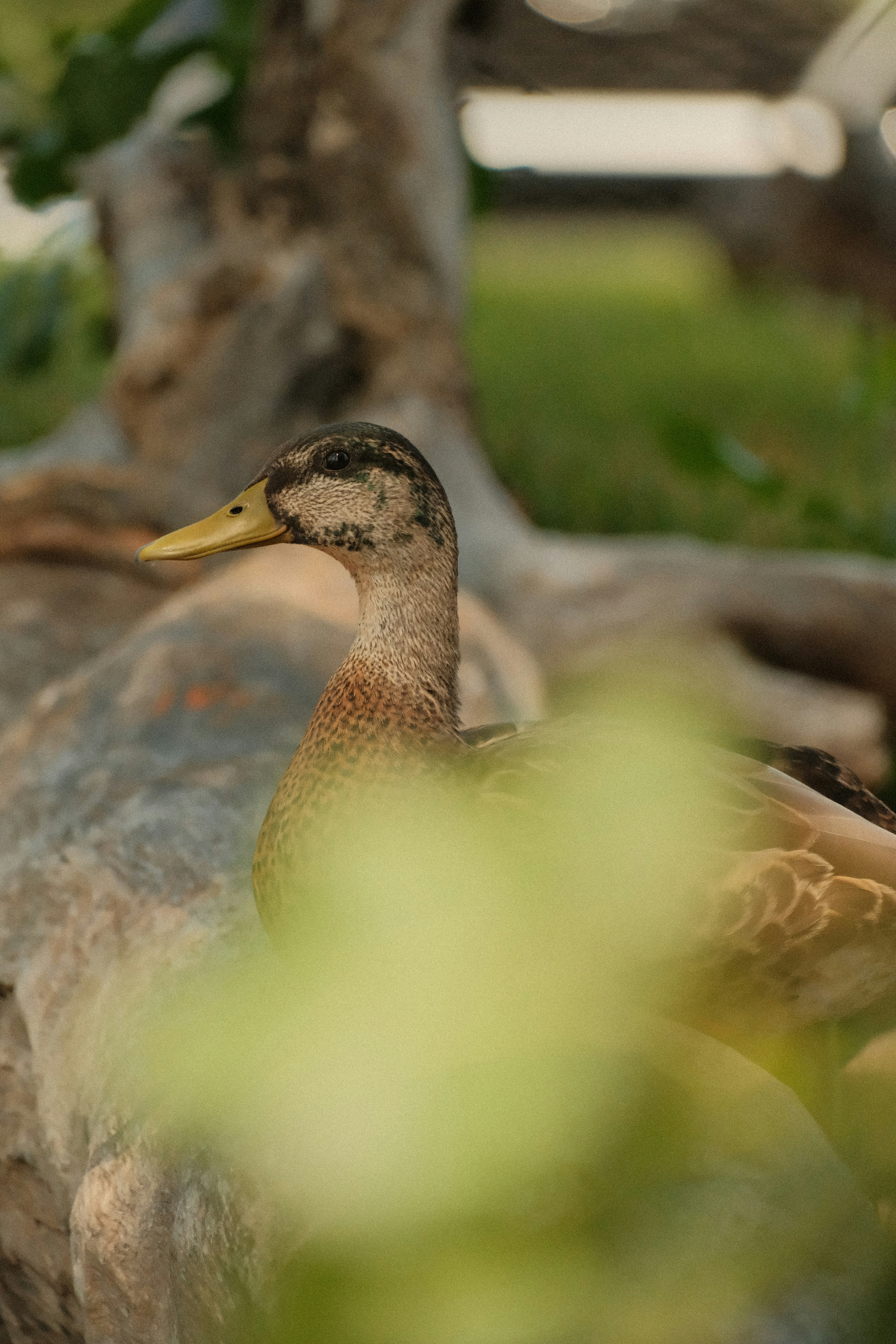 A mallard duck with brown feathers and a yellow bill on a log