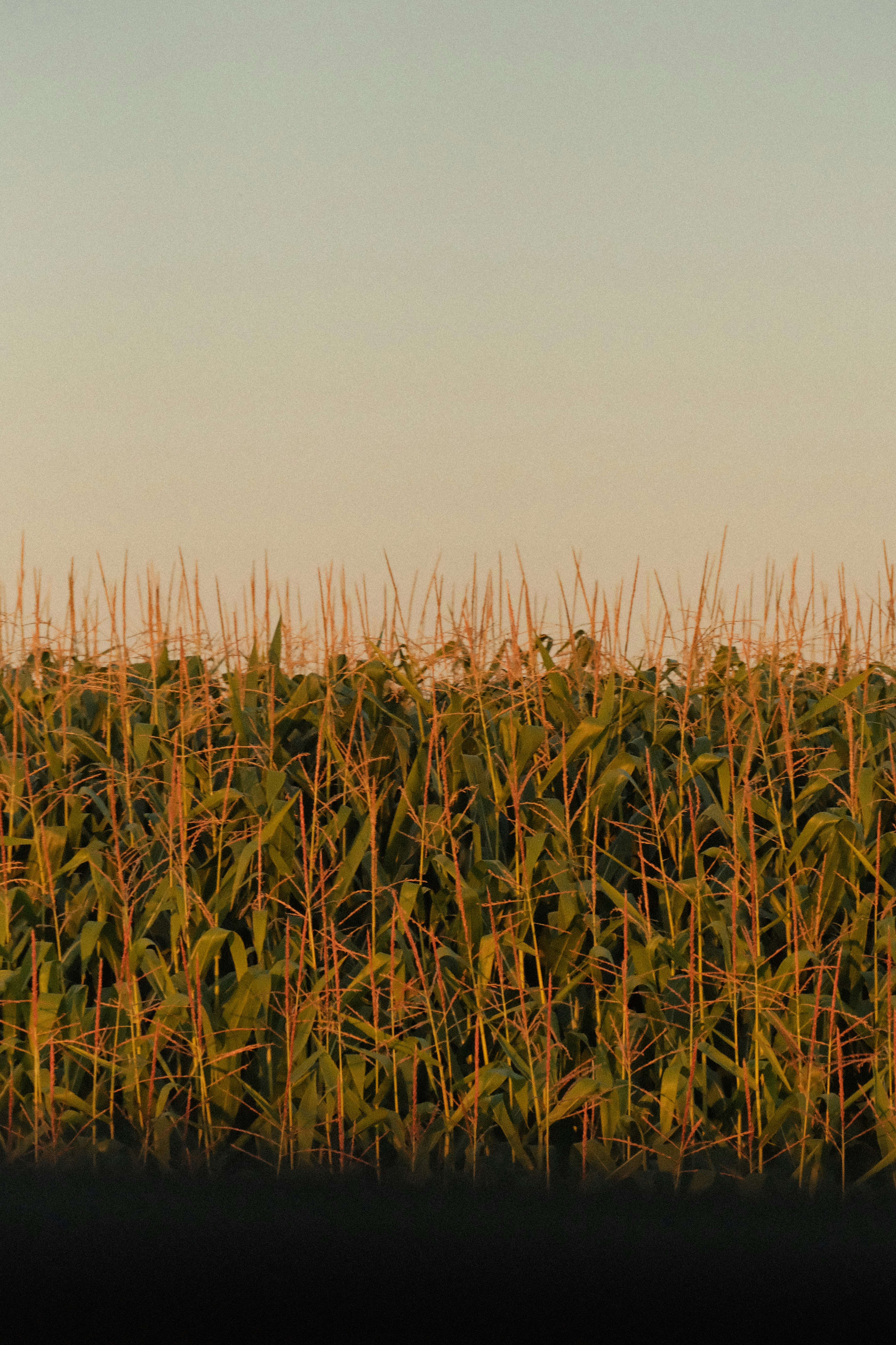 A cornfield under a clear sky during the golden hour in Ottawa