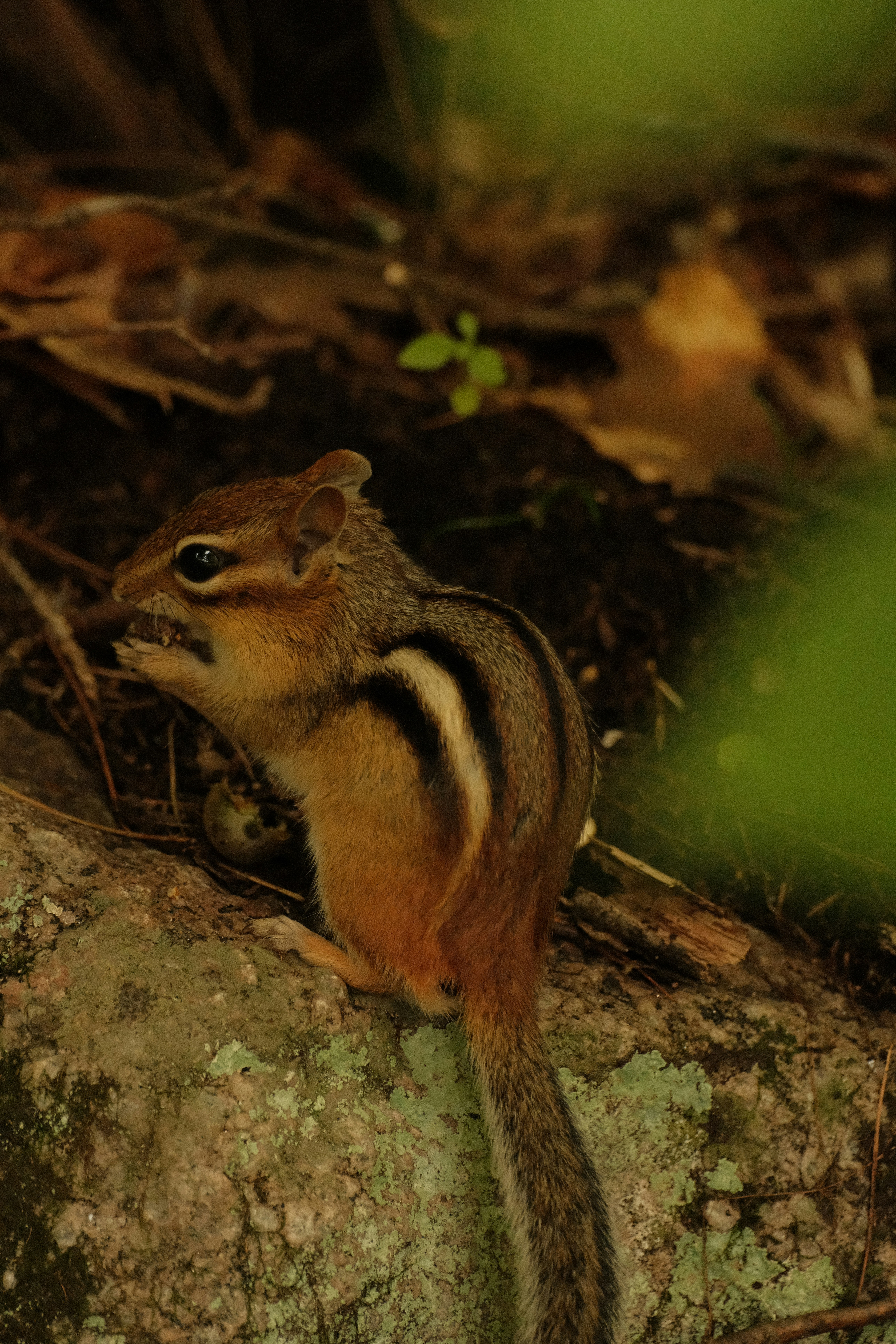 A chipmunk eating on a mossy rock in a forest in Ottawa