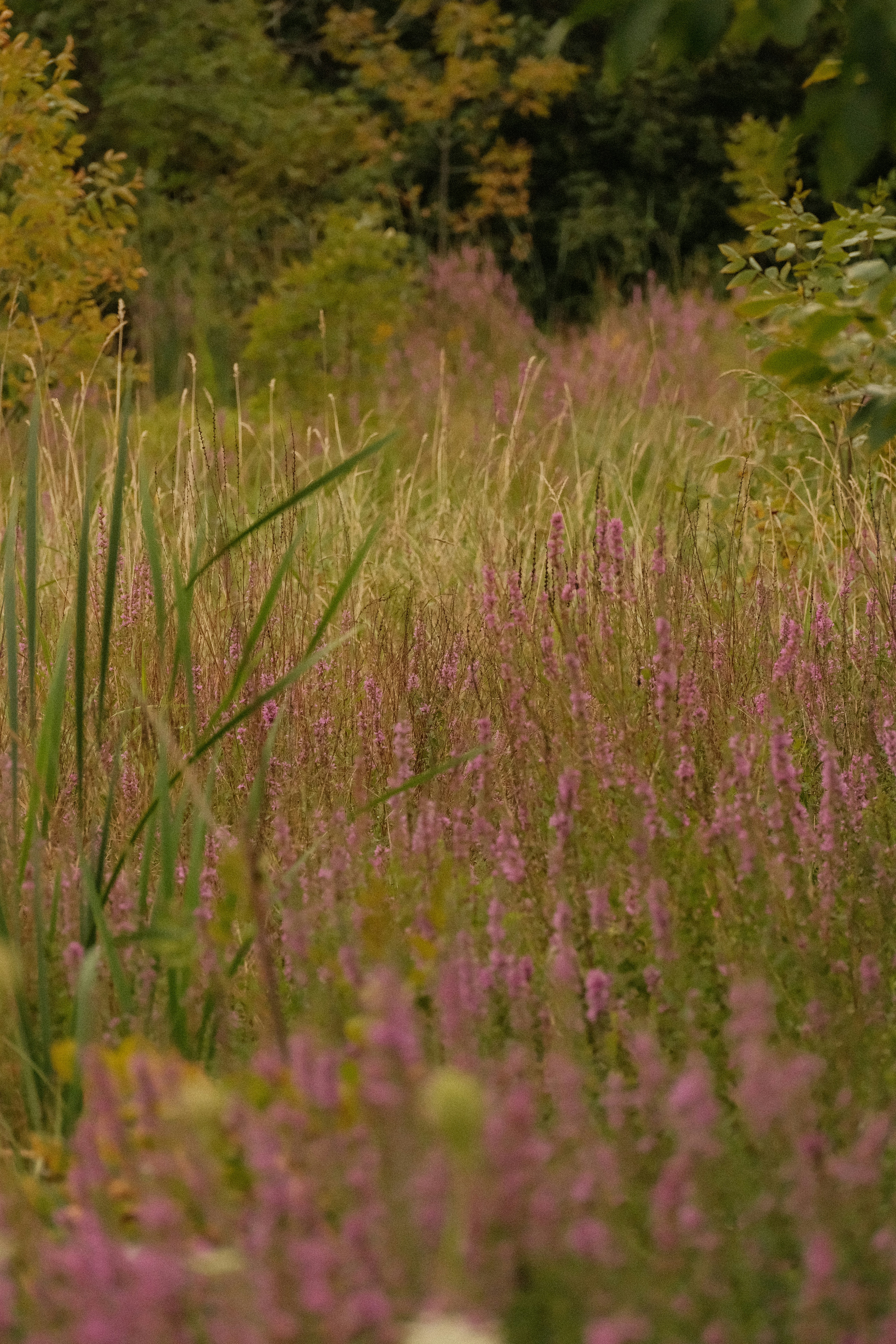 Purple loosestrife flowers blooming in a grassy meadow in Ottawa, Canada