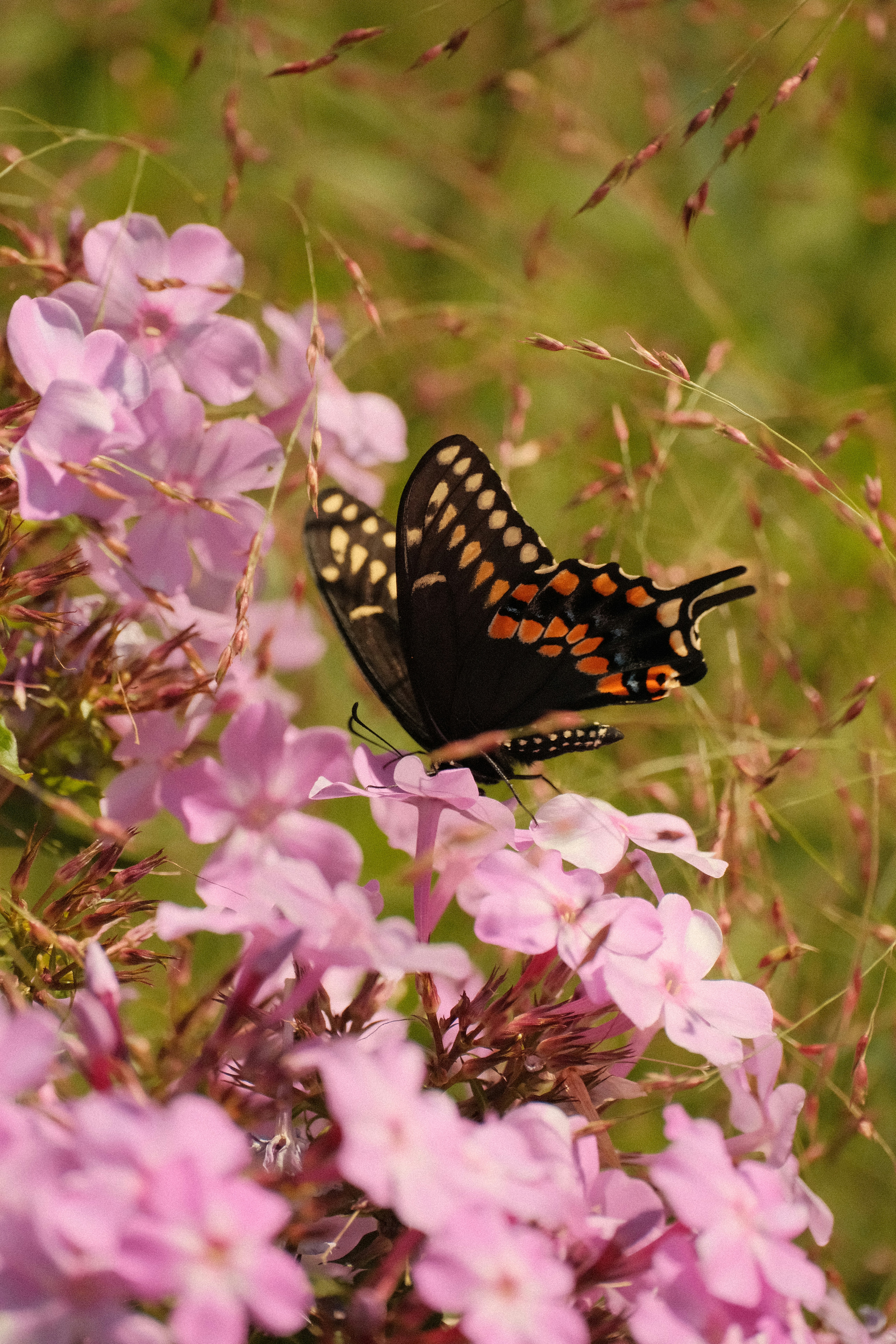 A black swallowtail butterfly on pink phlox flowers in a sunlit garden