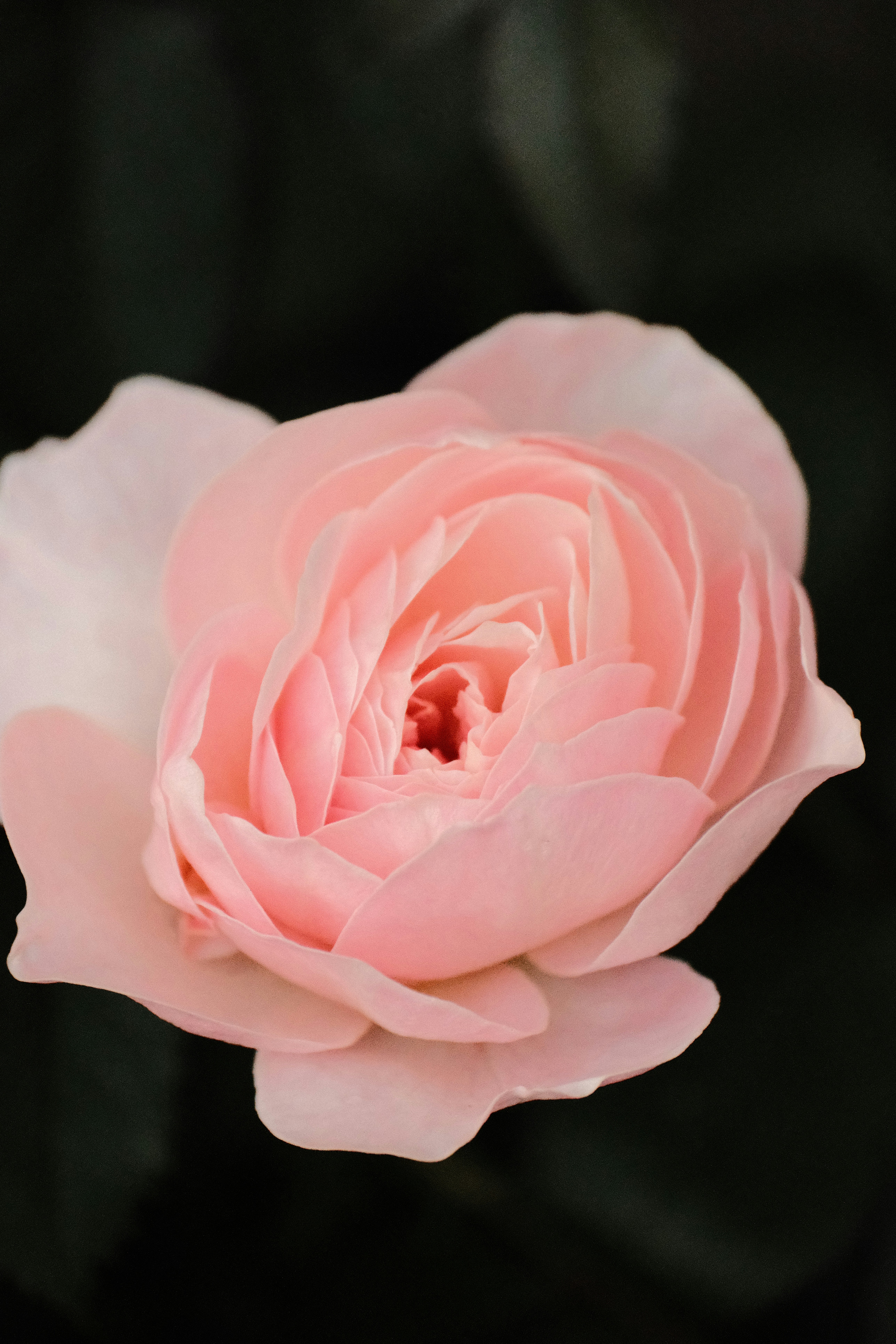 A pale pink rose blossom with layered petals against a dark background