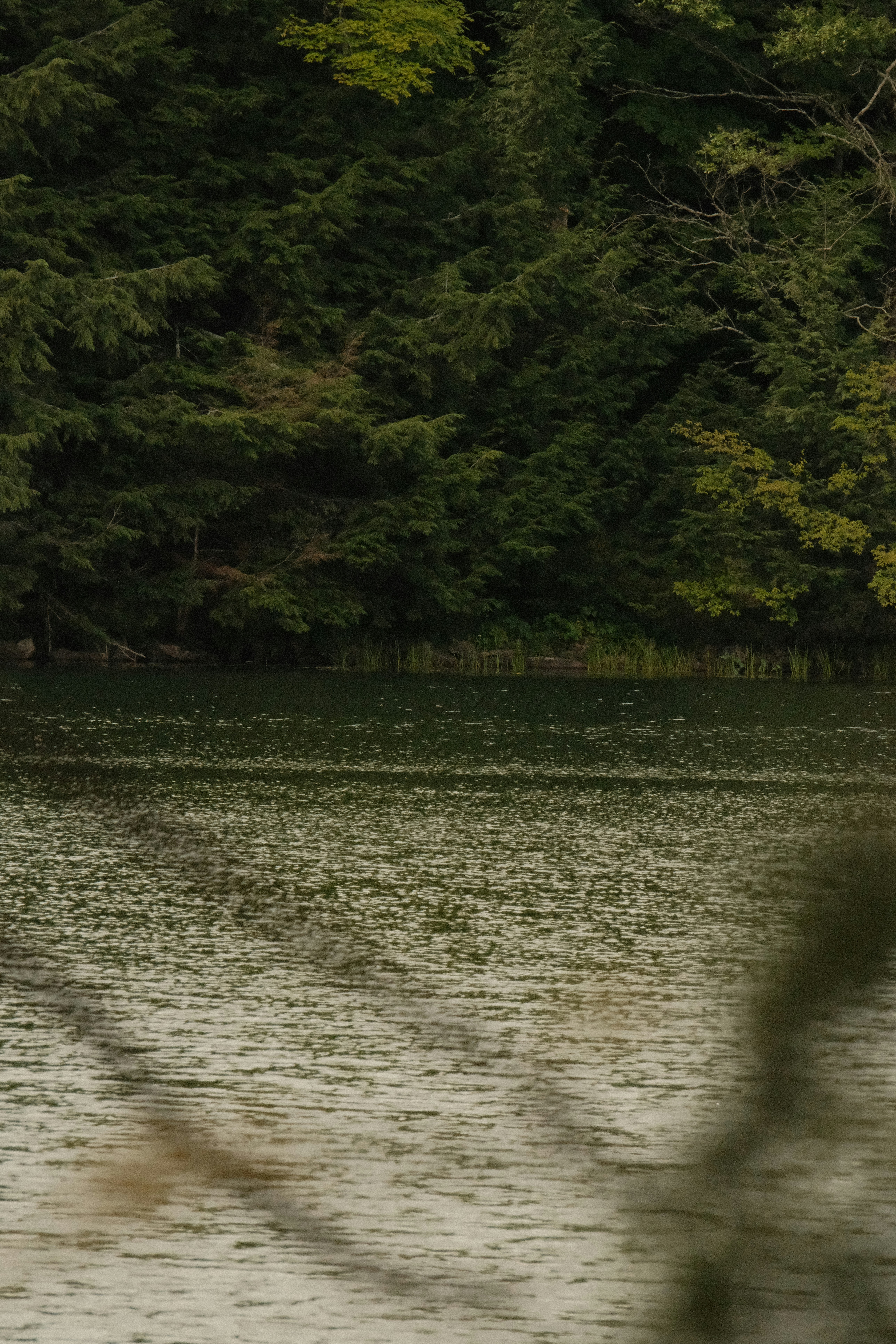 A calm lake bordered by a dense forest of evergreen trees in Ottawa