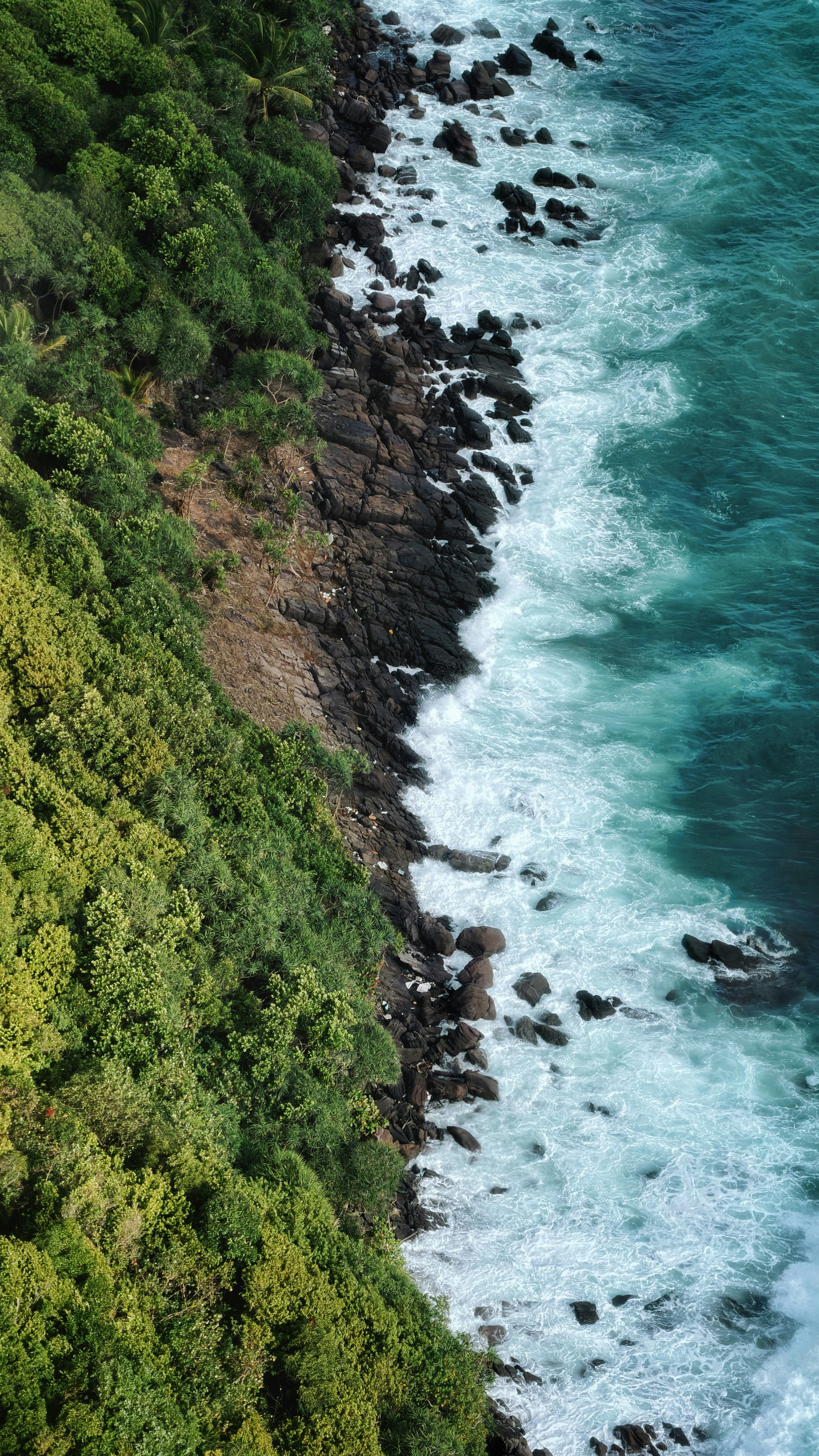 Vue aérienne d’une forêt verdoyante rencontrant un littoral rocheux avec des vagues déferlantes