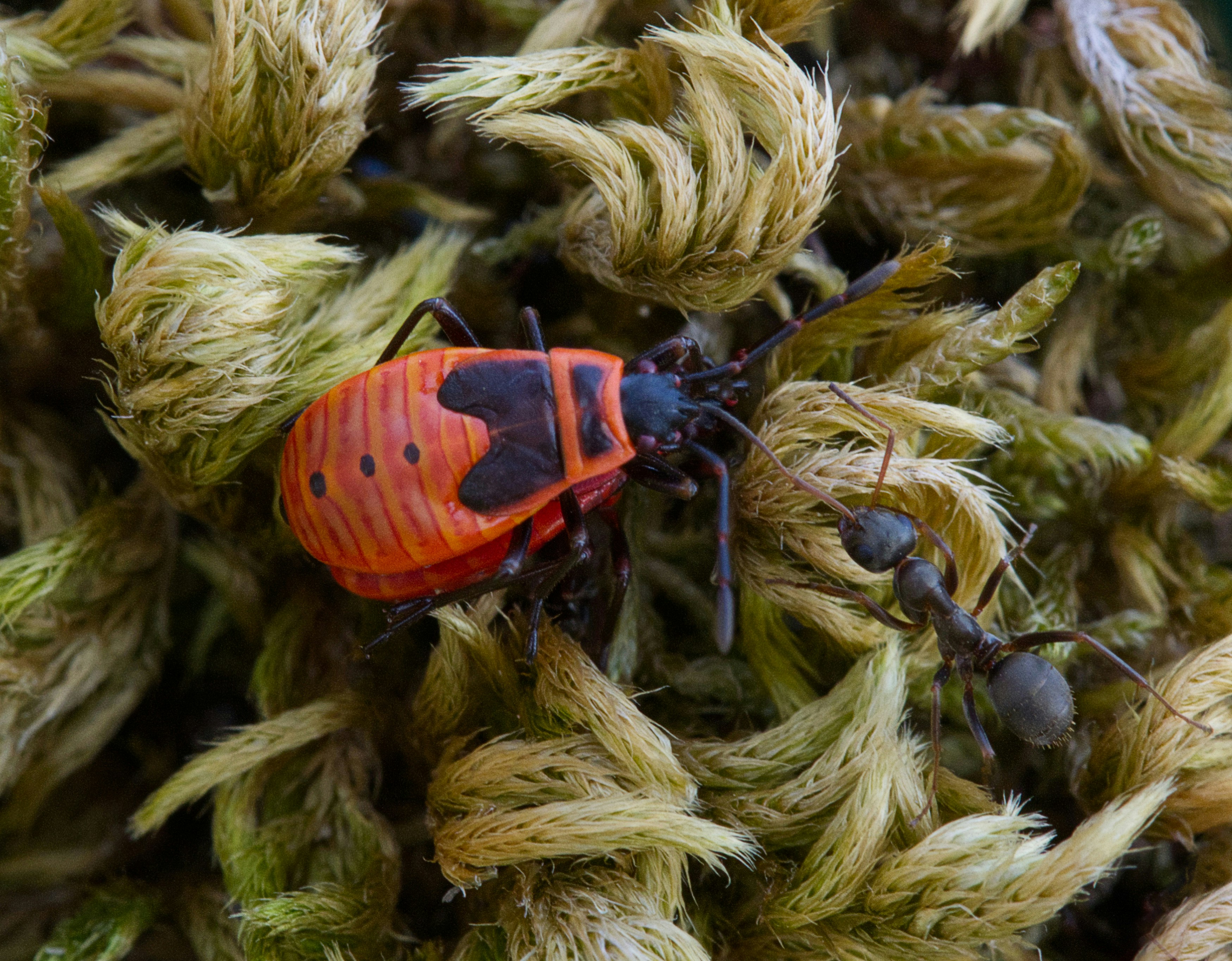 A red and black firebug nymph beside an ant on green moss