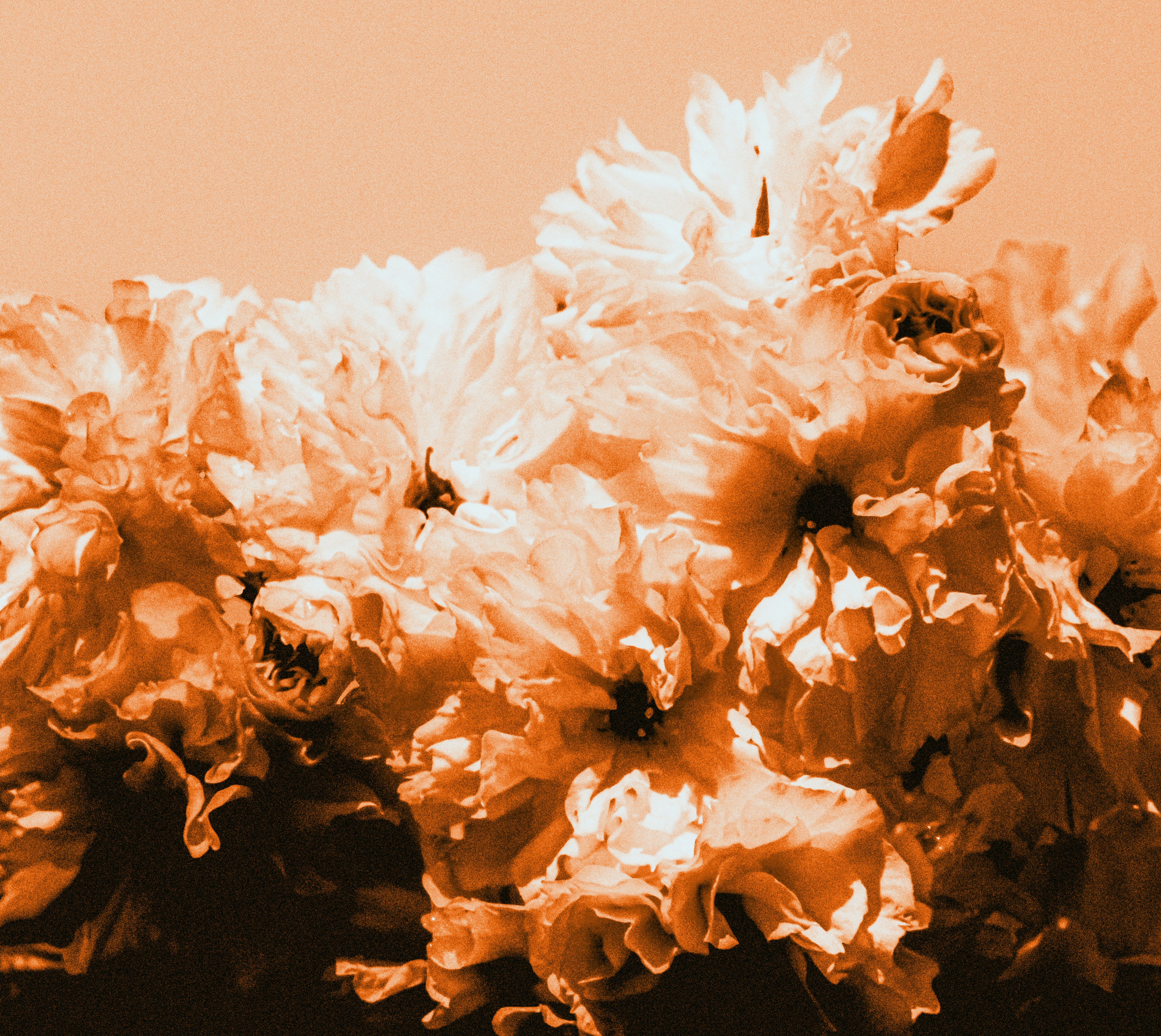 A cluster of ruffled cherry blossoms in a monochromatic warm orange tone