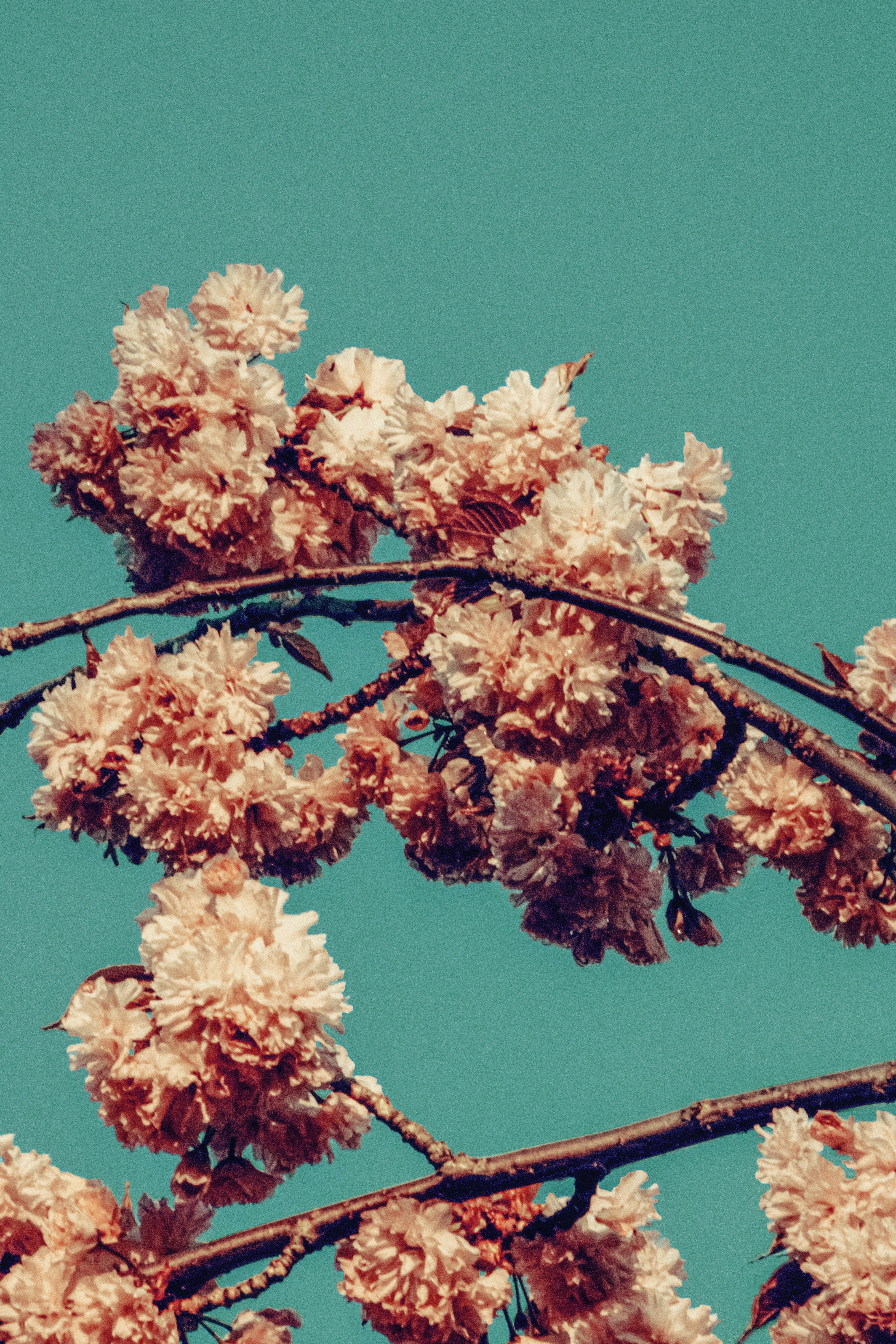 Clusters of pale pink cherry blossoms on thin branches against a teal sky