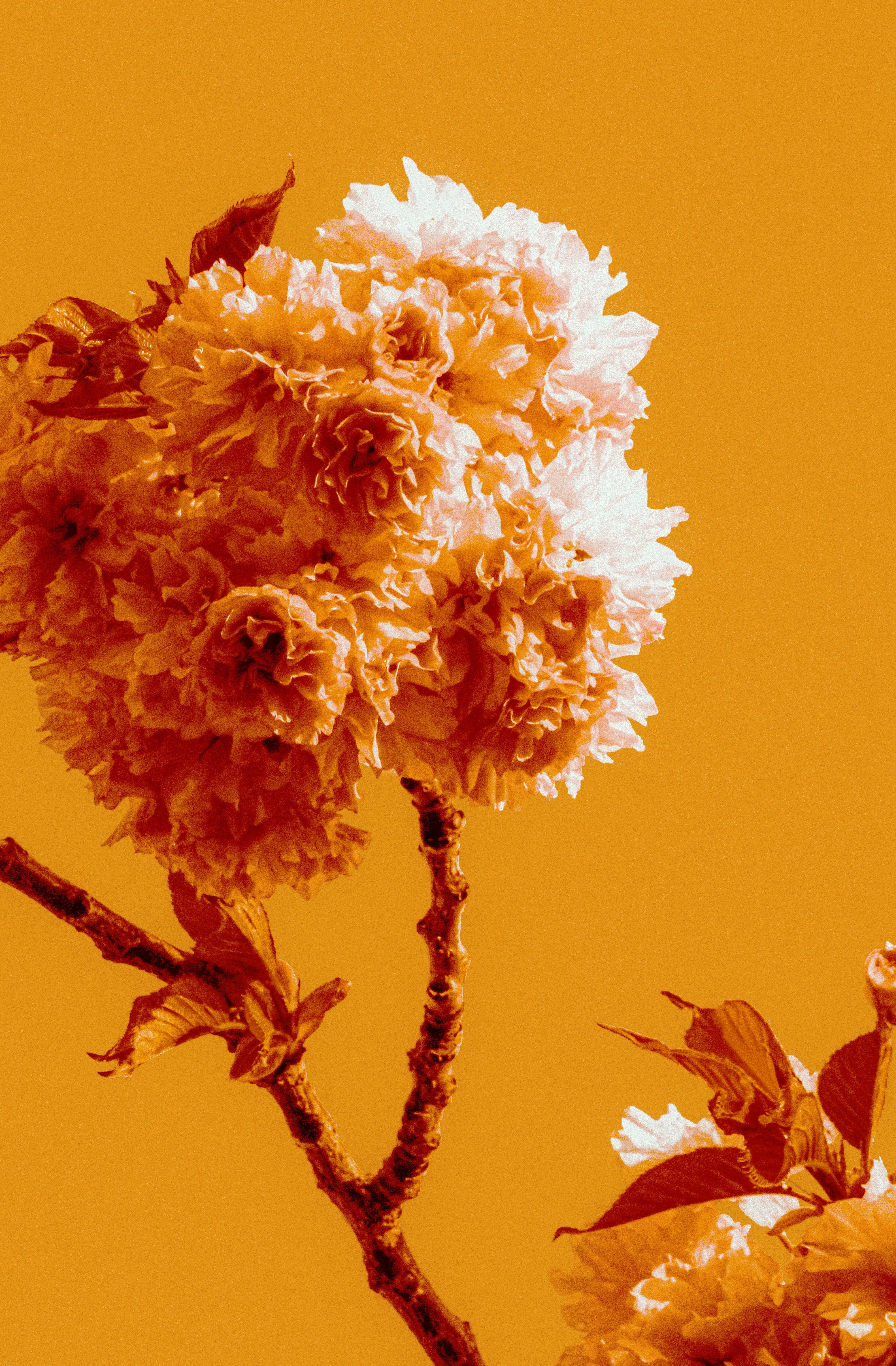 A cluster of pale cherry blossoms on a branch against a solid orange background - 相关推荐