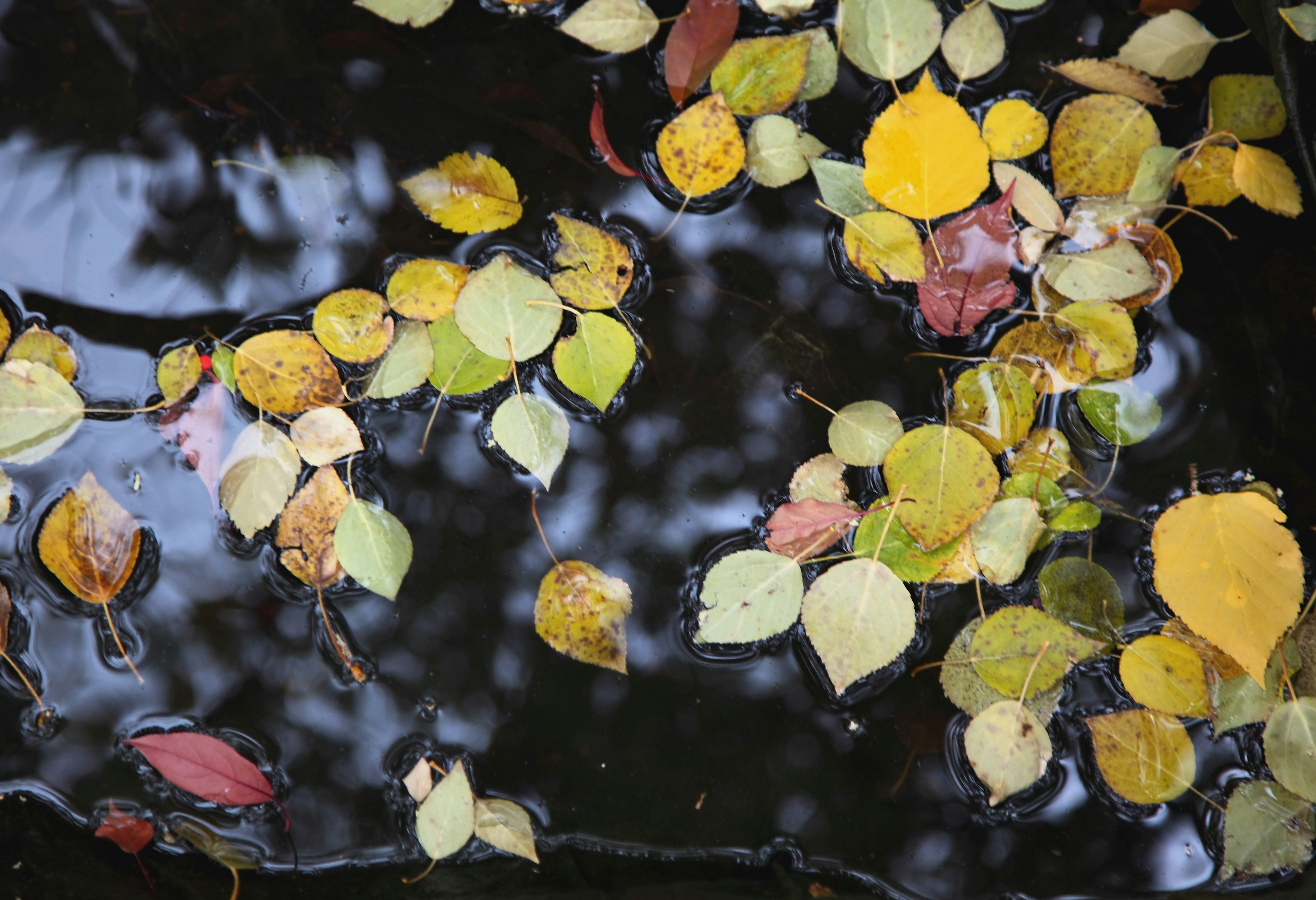 Colorful autumn leaves floating on the dark surface of a calm pond