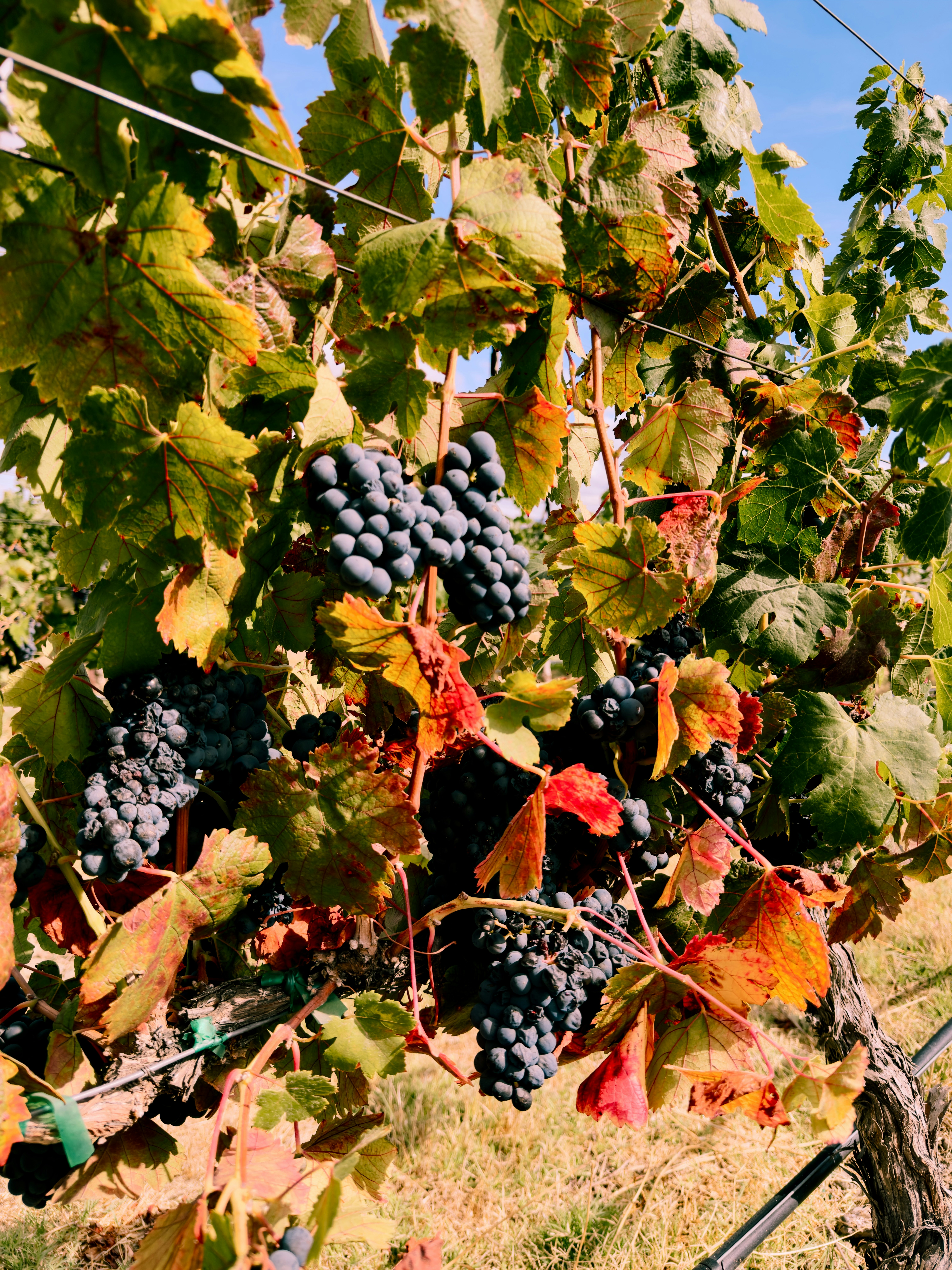 Clusters of dark purple grapes hanging from vines with autumn leaves