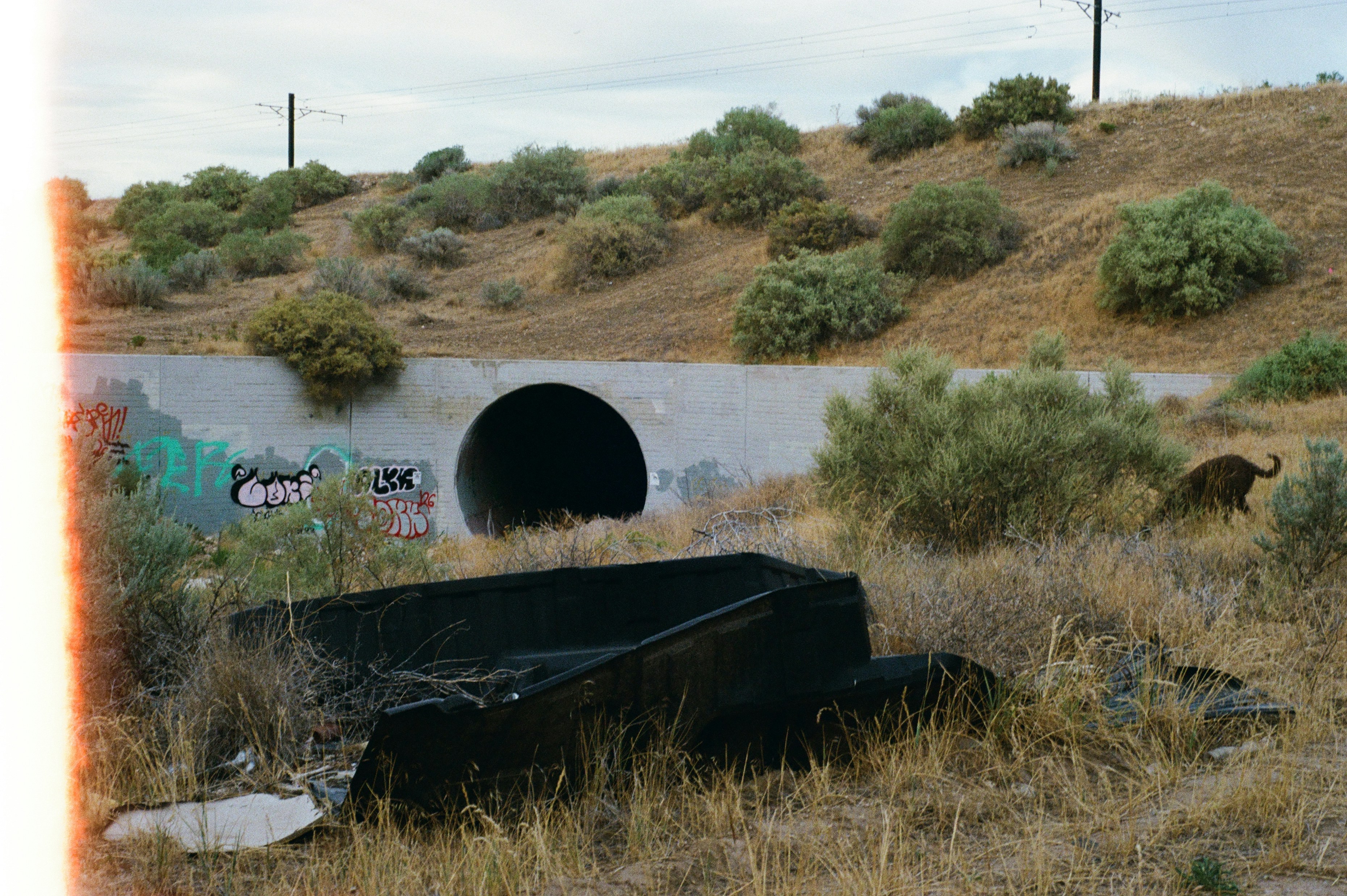 A concrete tunnel entrance with graffiti in a dry grassy landscape with a dog