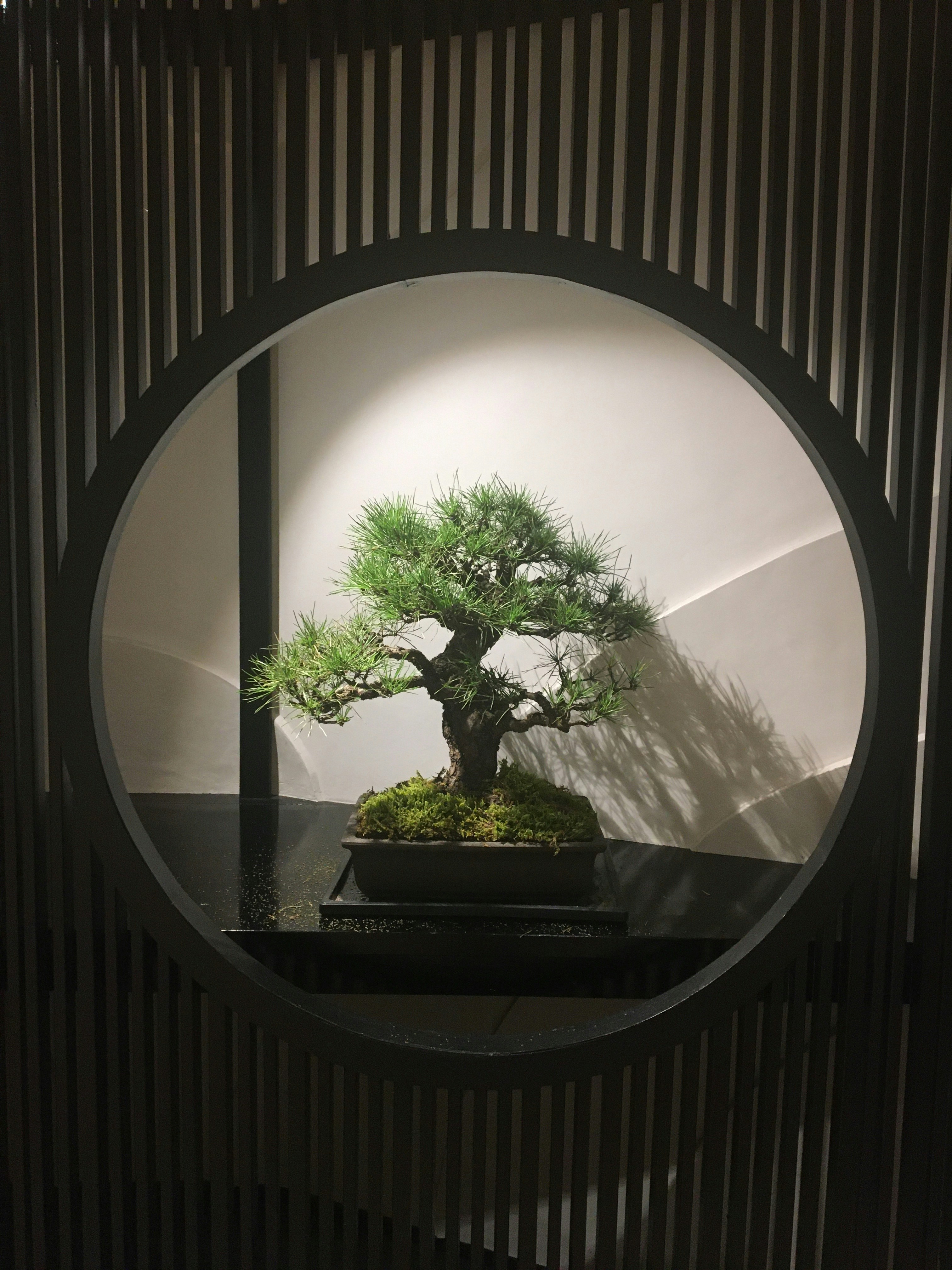 Bonsái de pino frente a una ventana circular