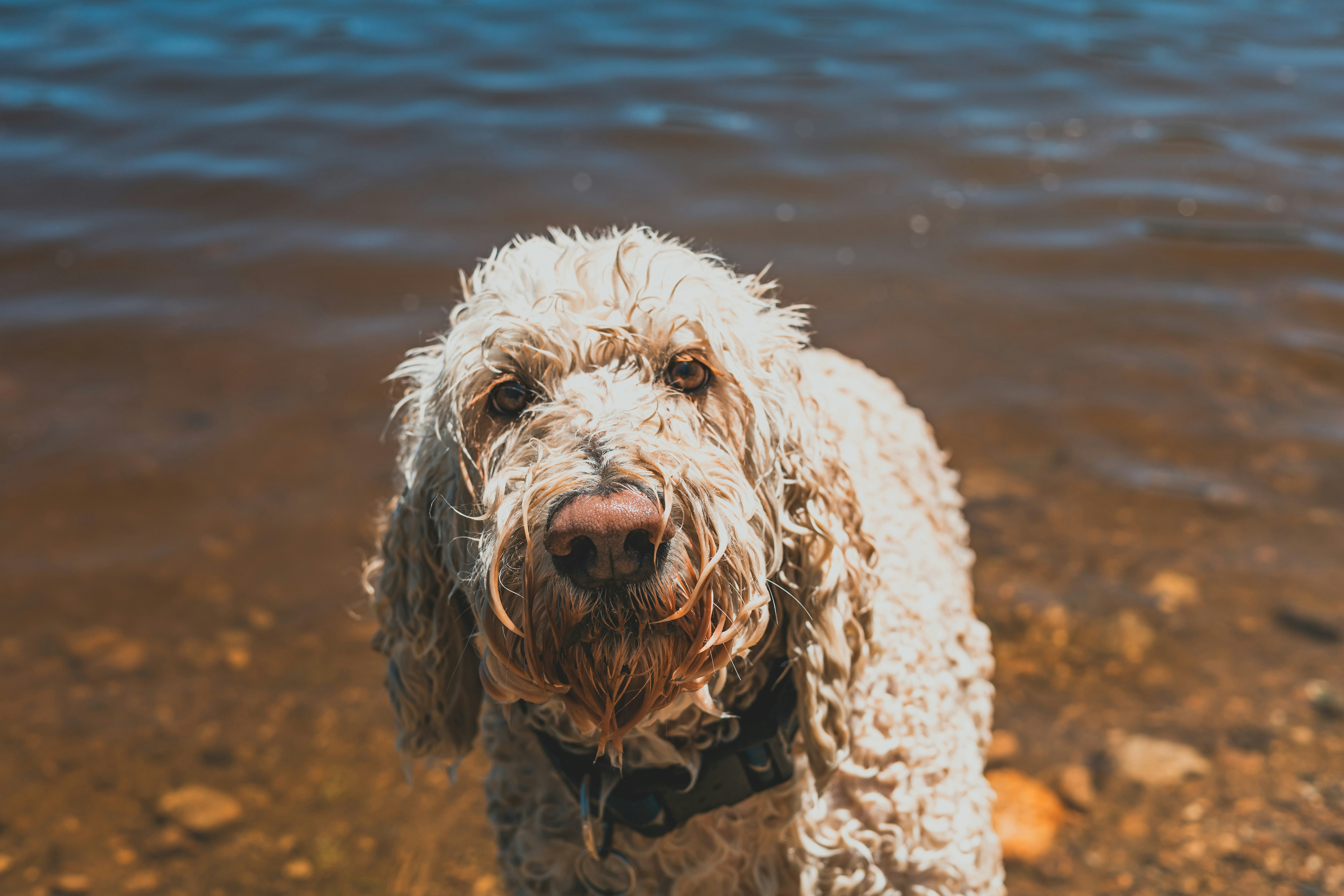 A wet cream-colored dog with curly fur in shallow water
