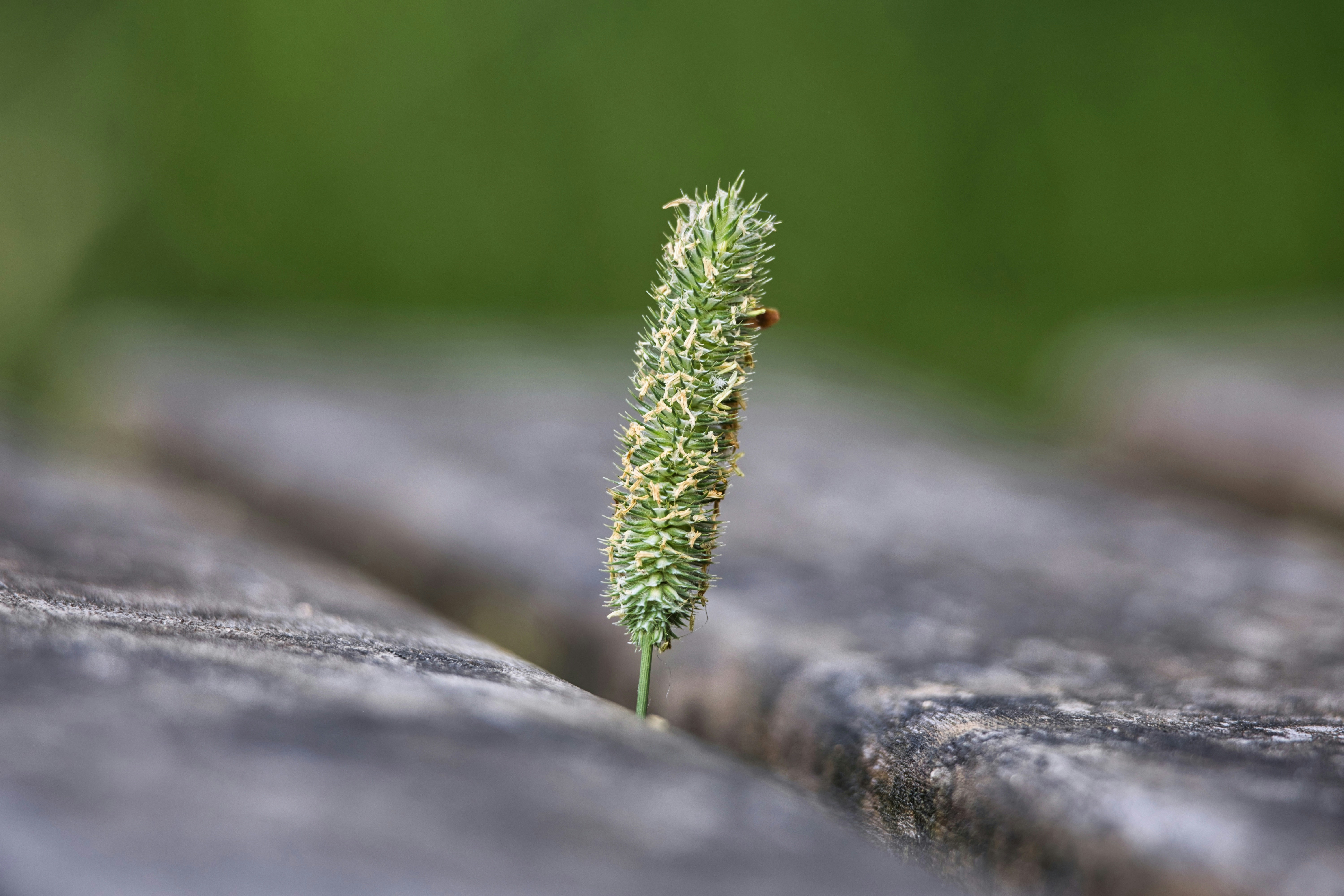 A single green grass seed head growing from a crack in weathered wood