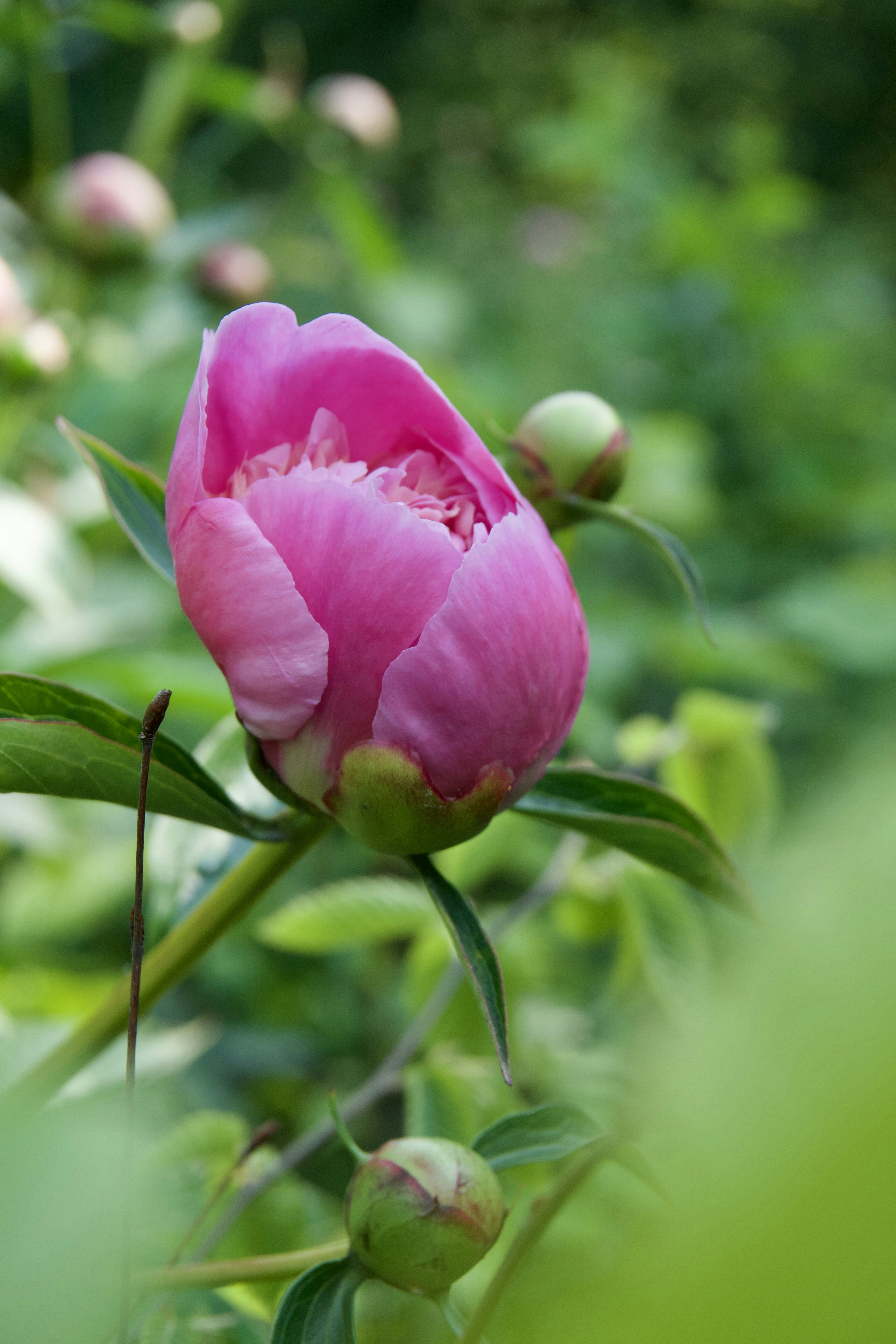 A vibrant pink peony bud opening among green leaves in a garden