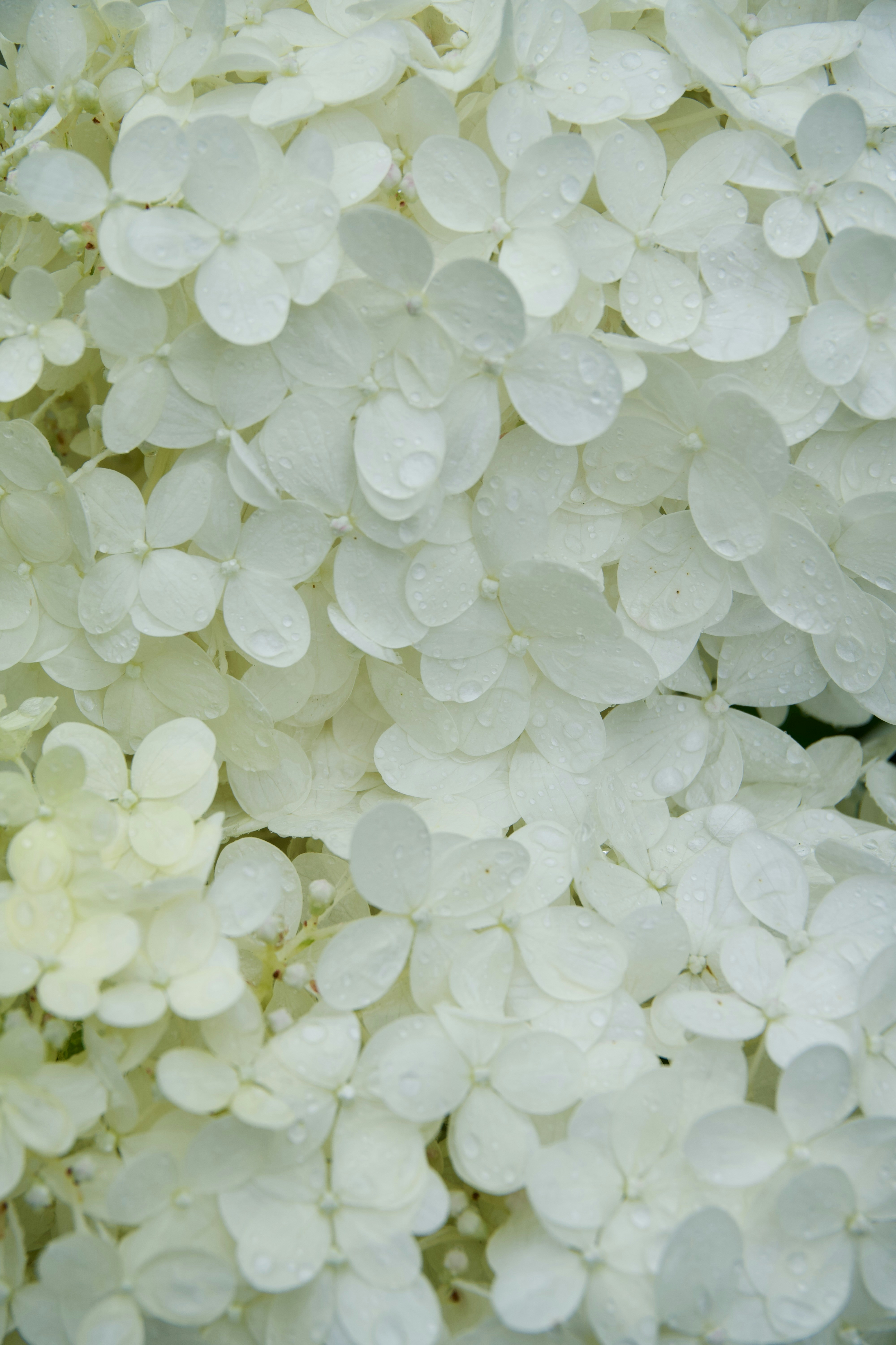 A cluster of white hydrangea flowers covered in small clear water droplets