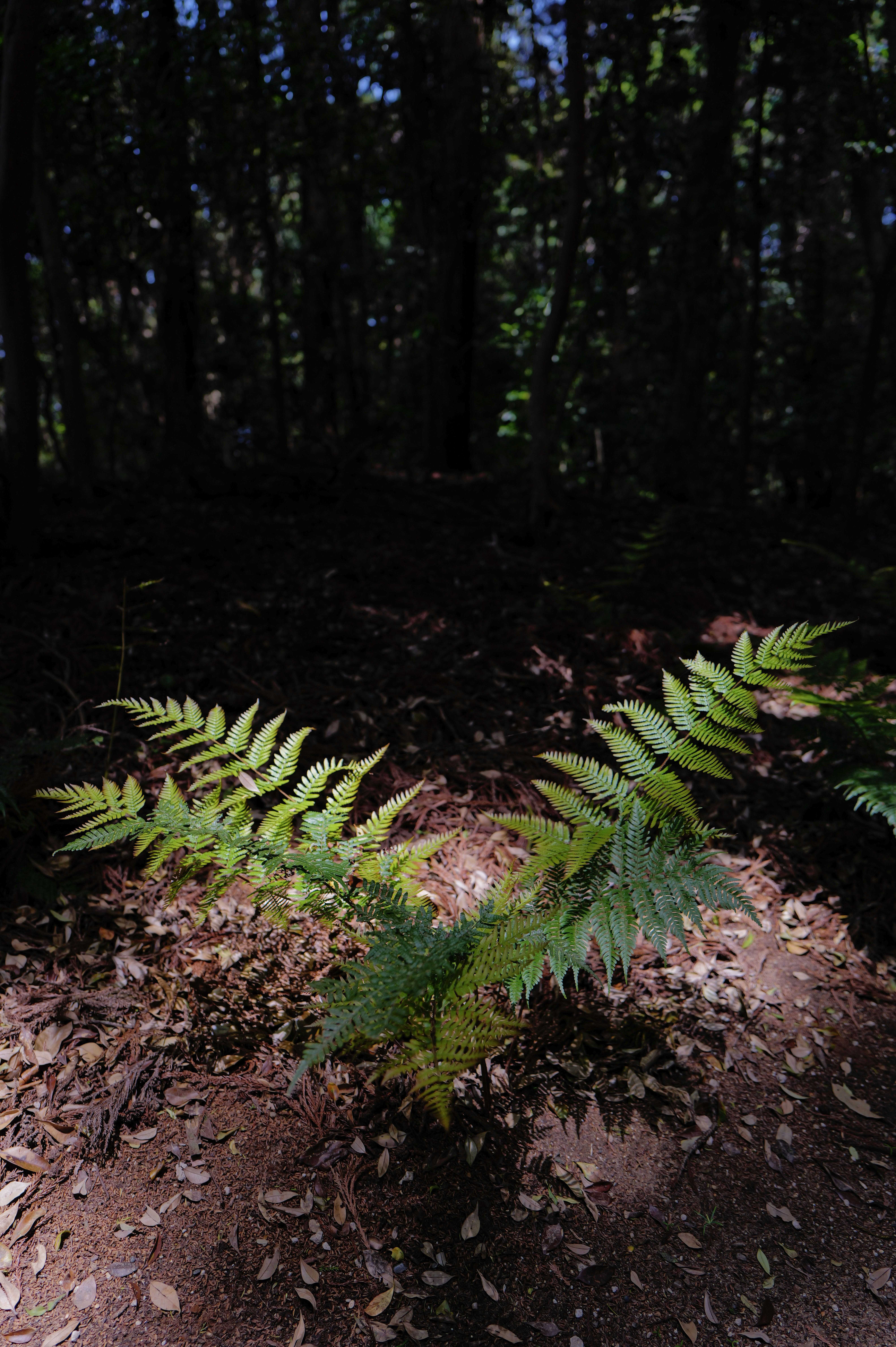 A green fern illuminated by a patch of sunlight on the forest floor