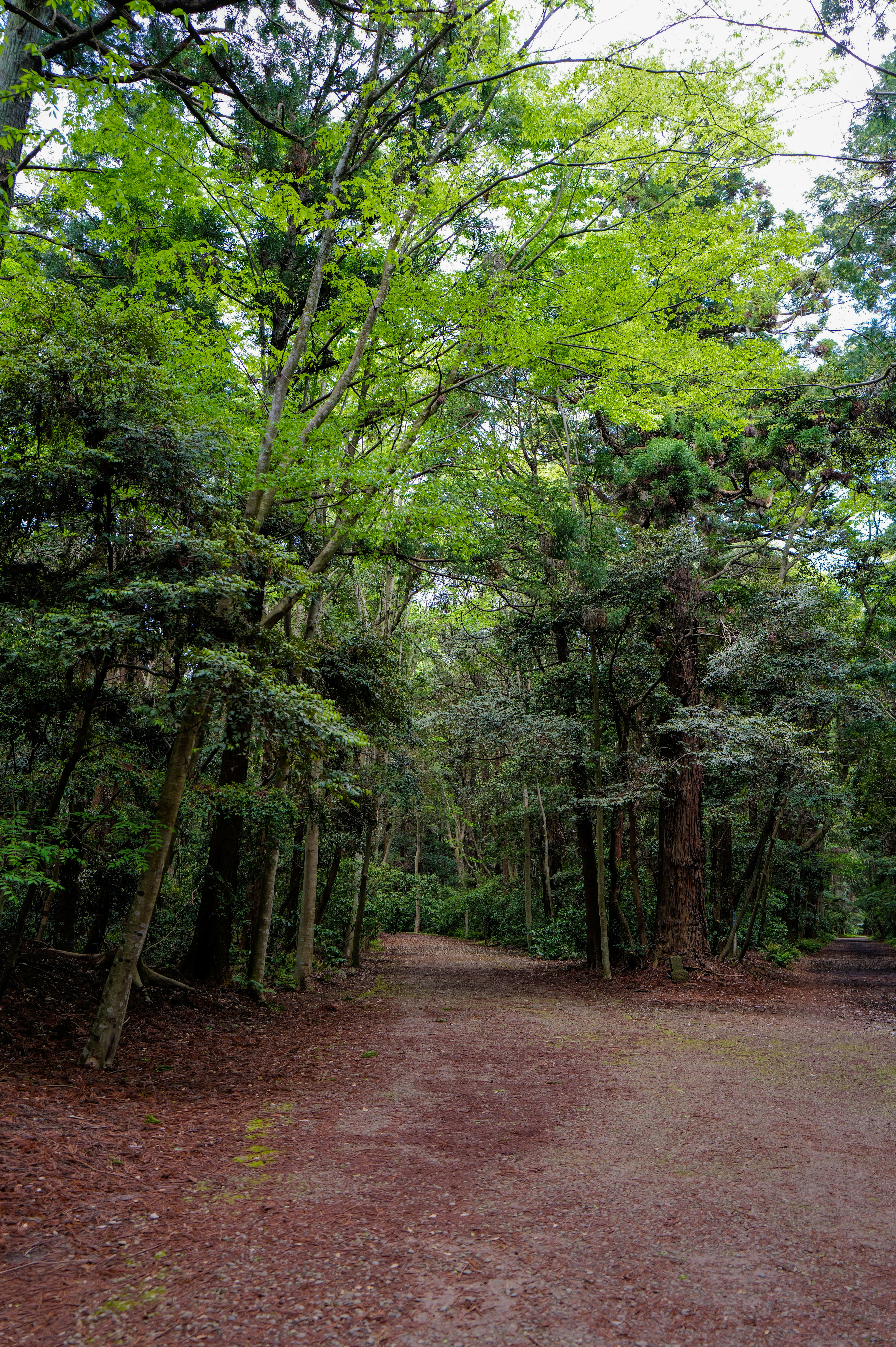 A dirt path winding through a dense forest with tall green trees