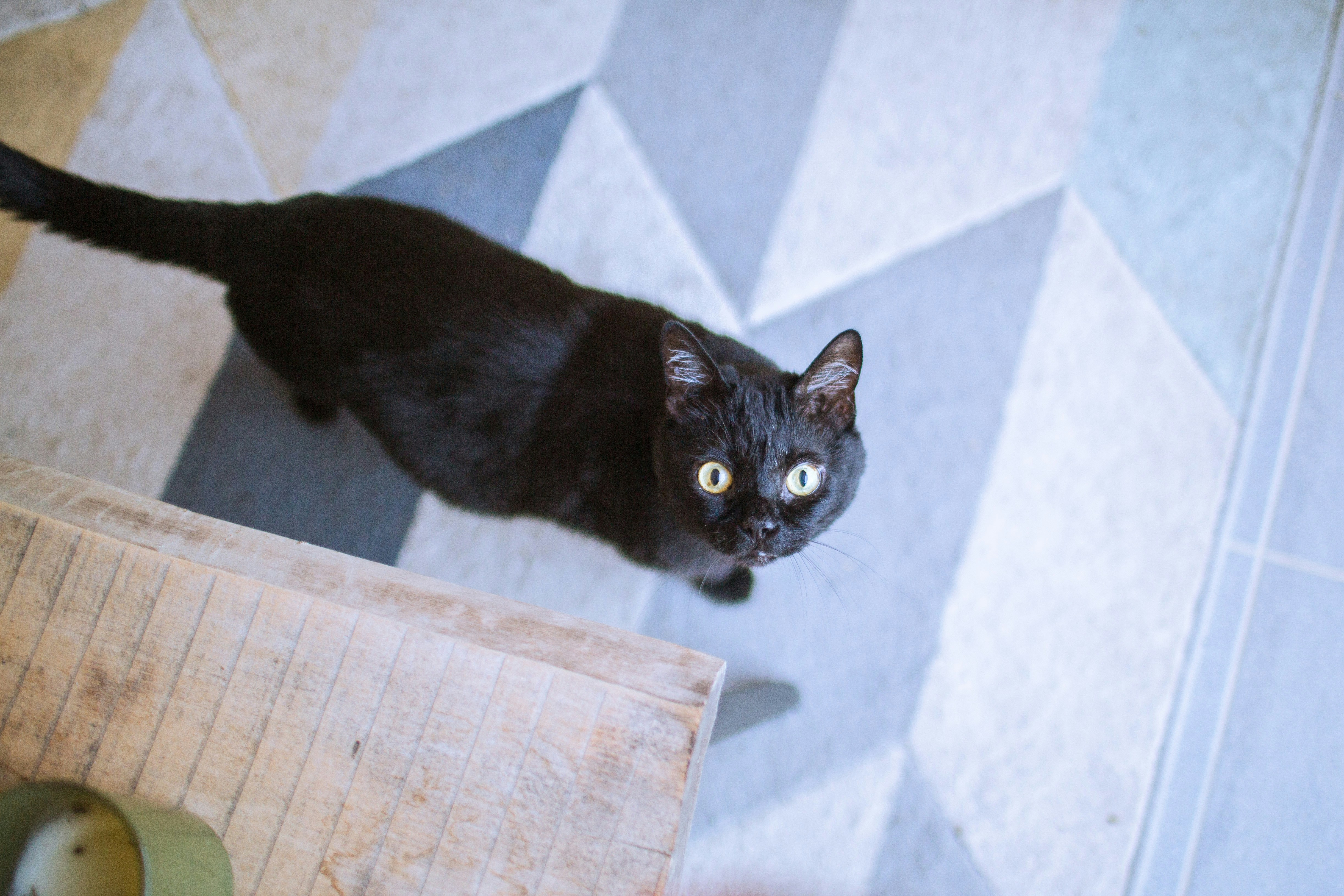 A black cat with wide yellow eyes looking up from a geometric tiled floor