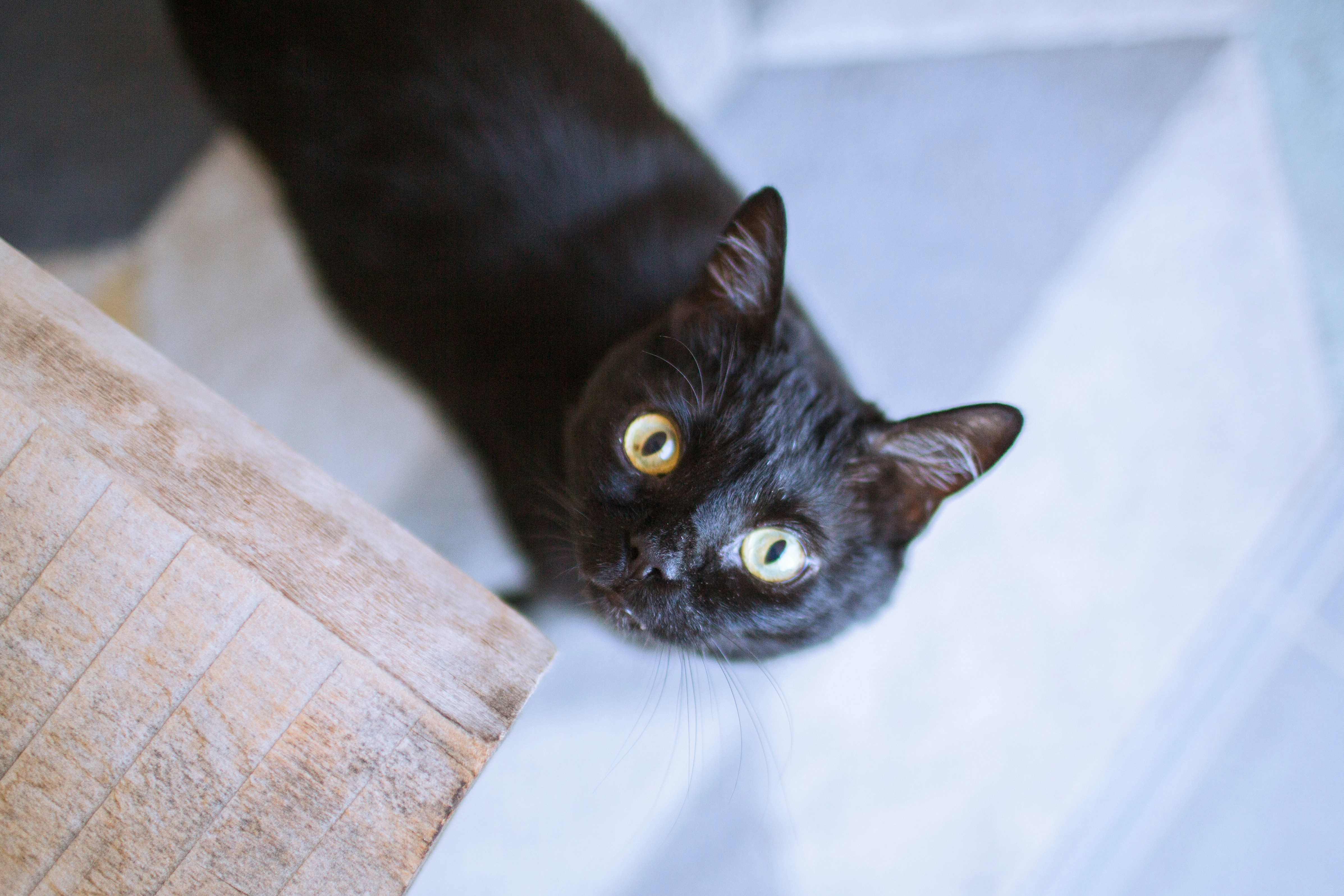 A black cat with wide yellow eyes looking up from a wooden floor