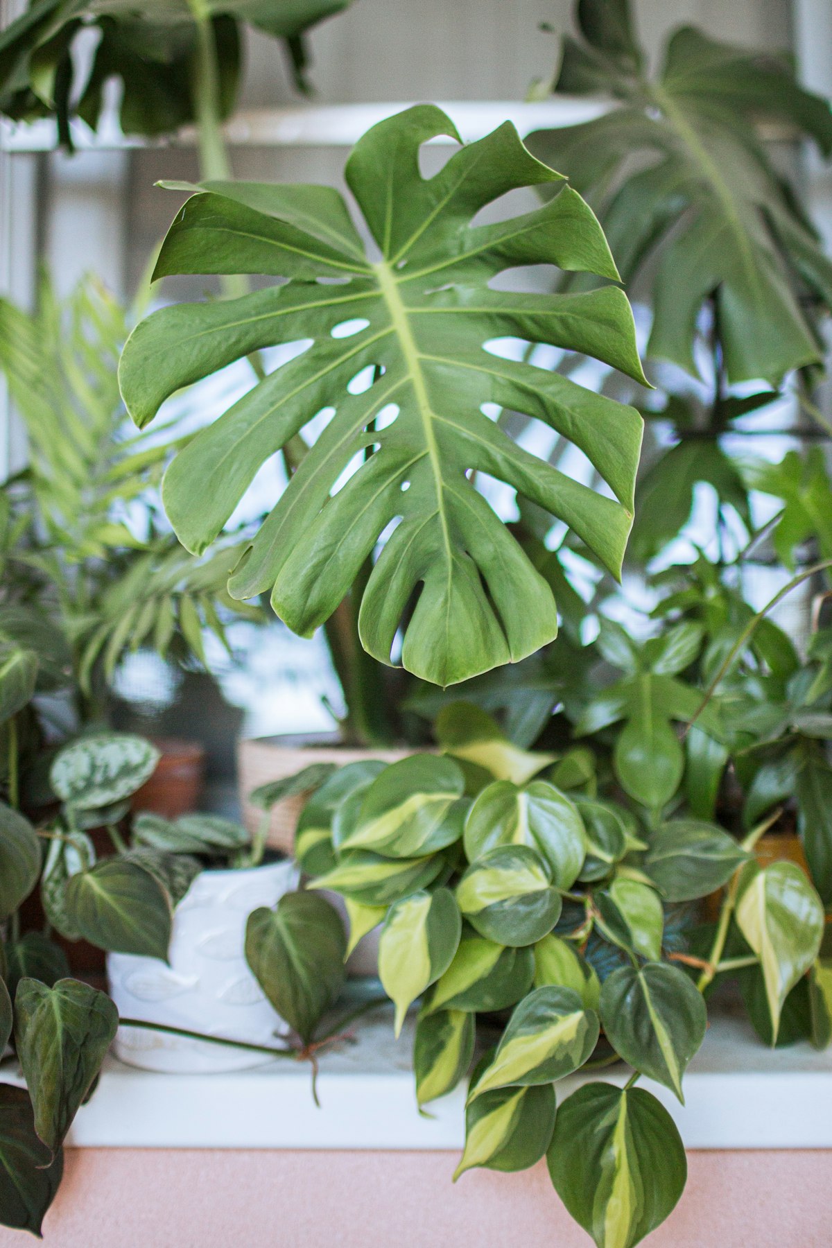 観葉植物417種の原産地・適温・湿度一覧｜Green Collection図鑑