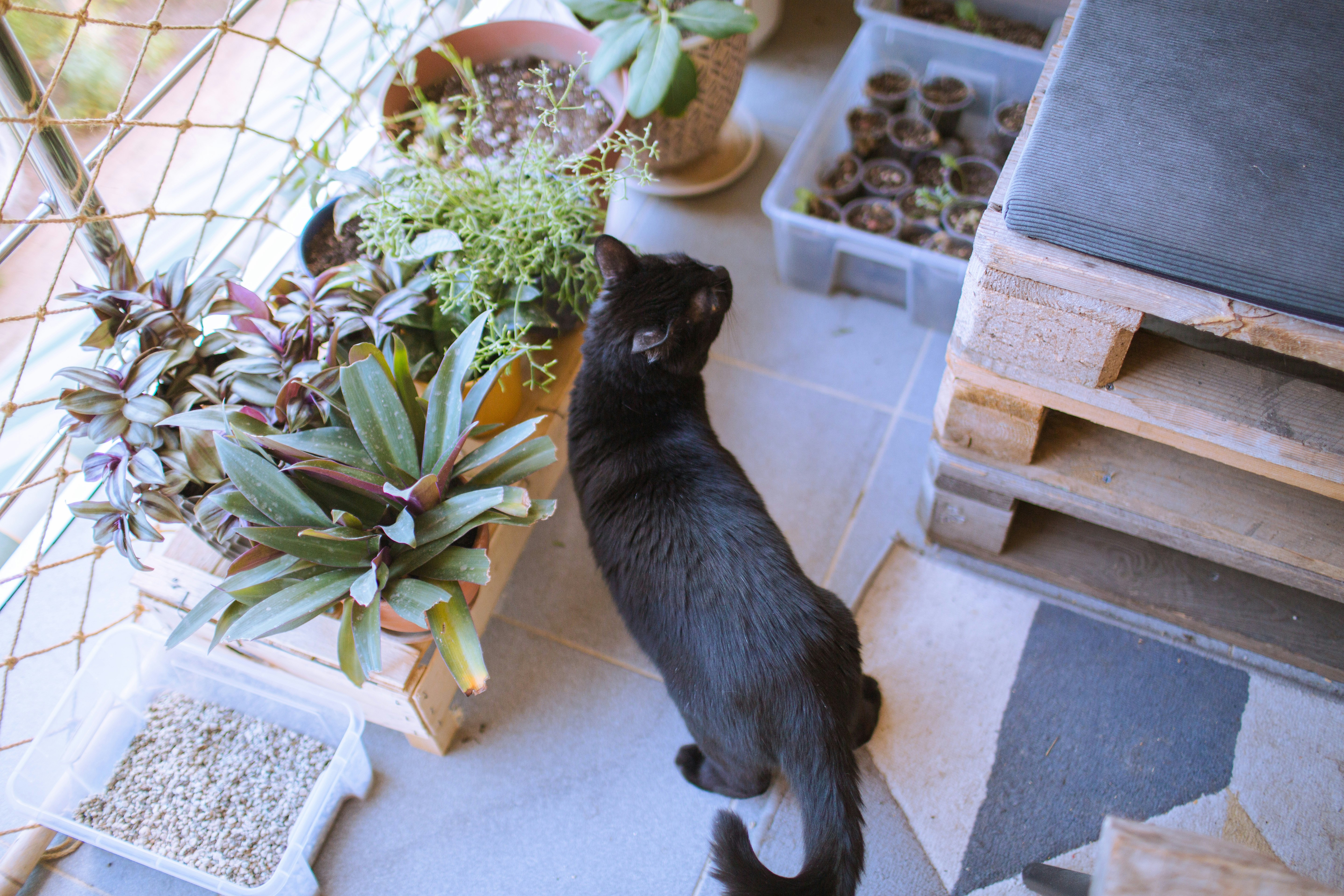 A black cat standing on a balcony near potted plants and wooden pallets
