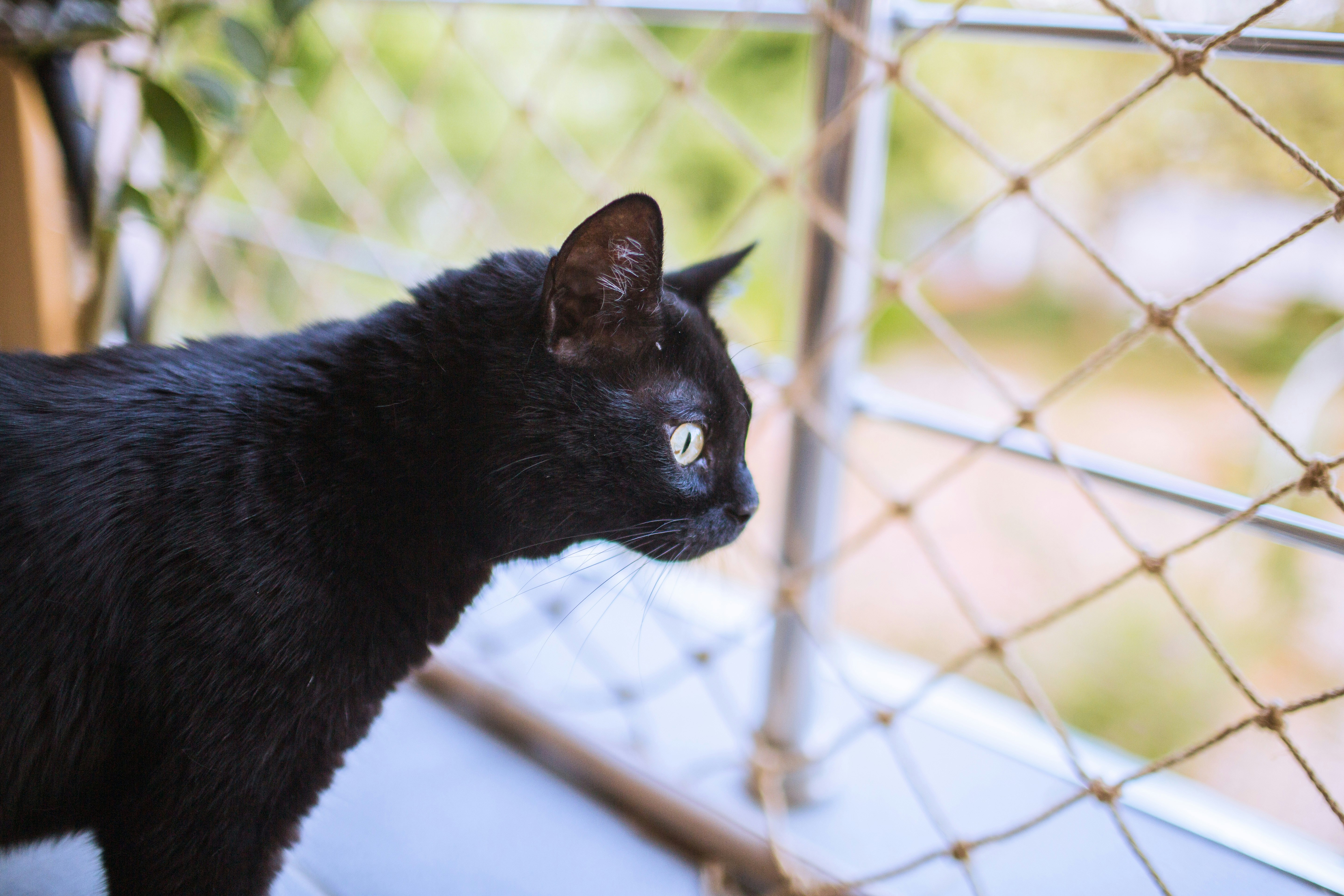 A black cat looking through a rope safety net on a balcony