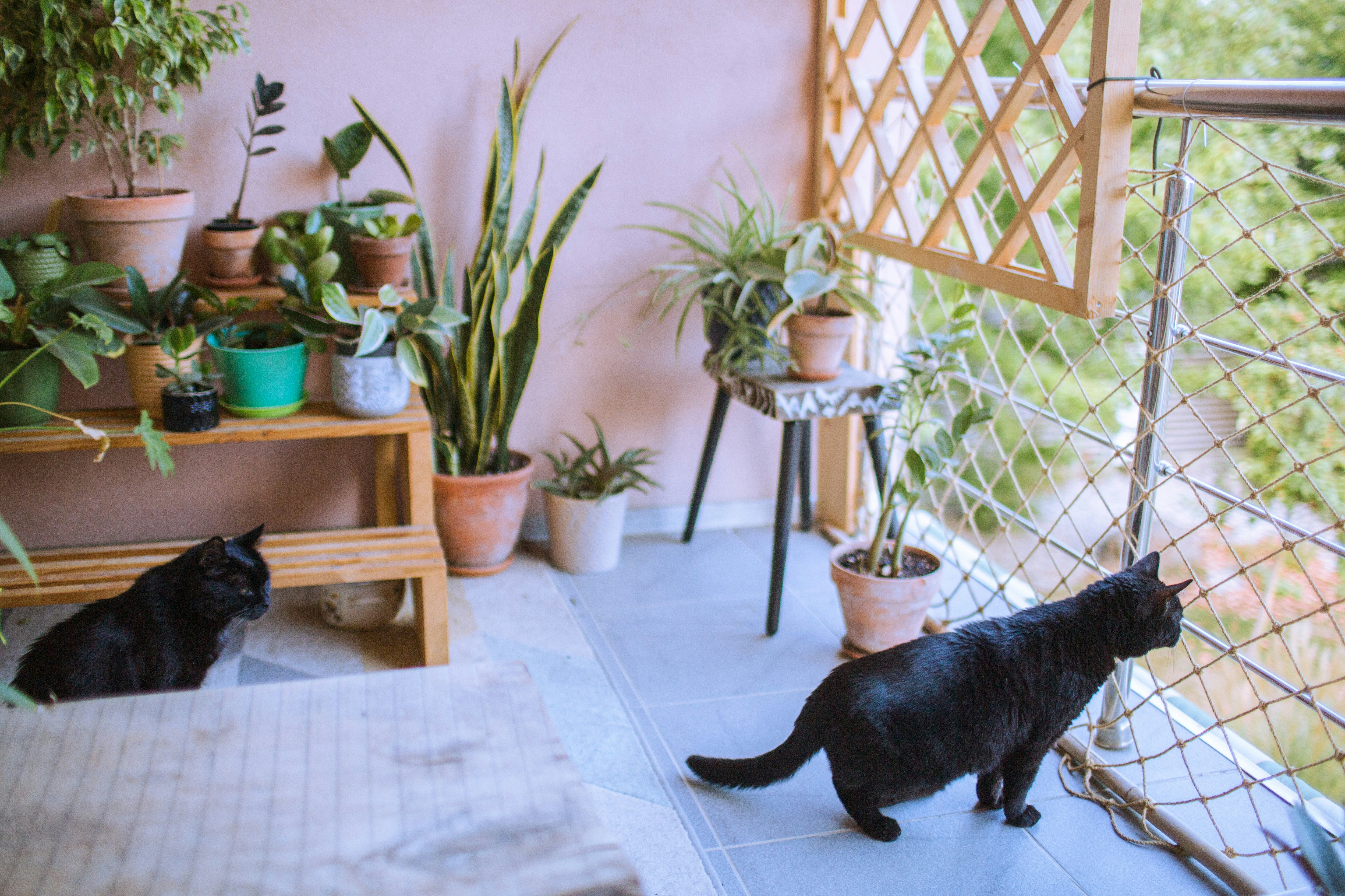 Two black cats on a balcony filled with potted plants and wooden shelving