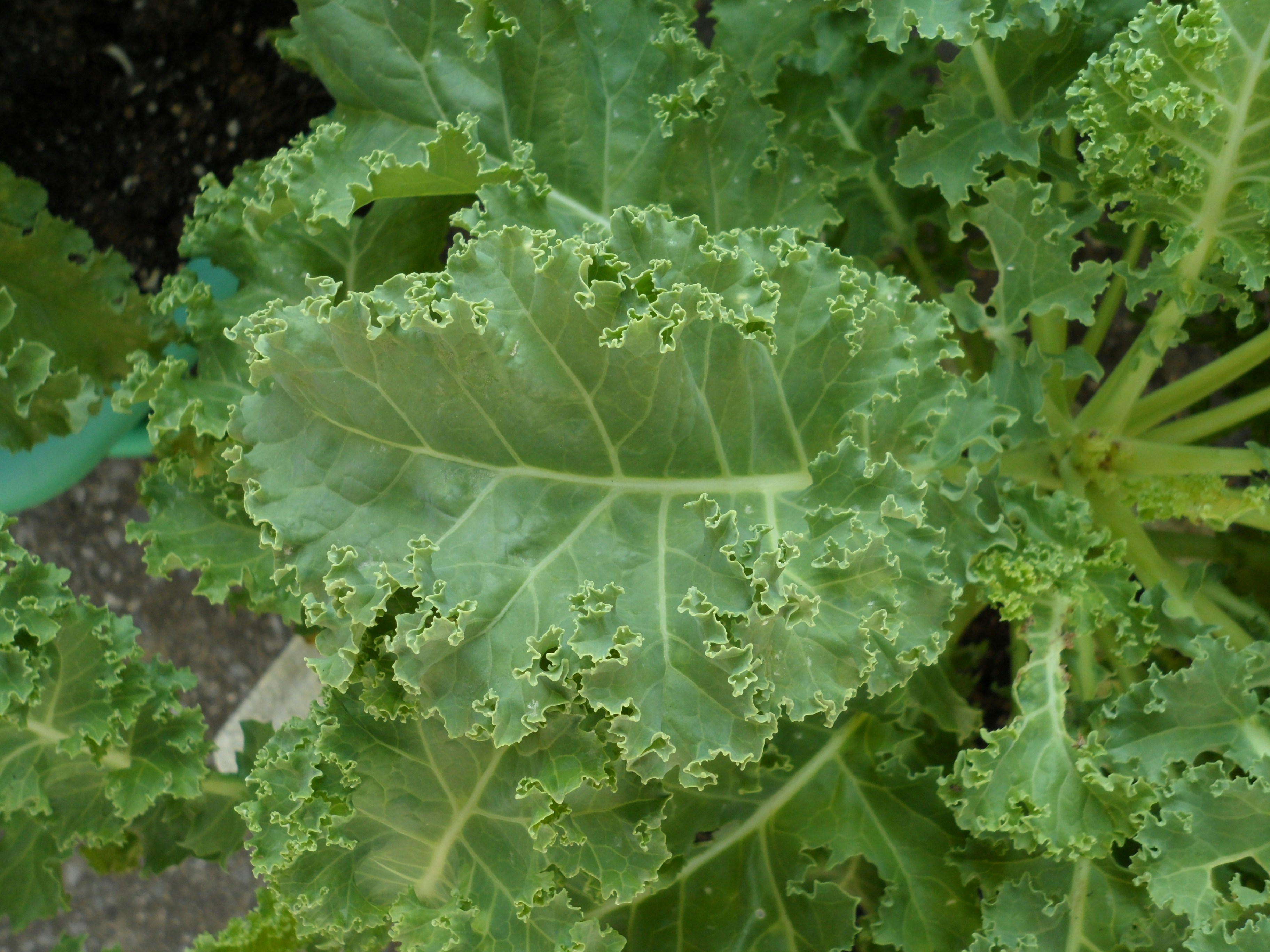 A vibrant green kale leaf with ruffled edges growing in a garden