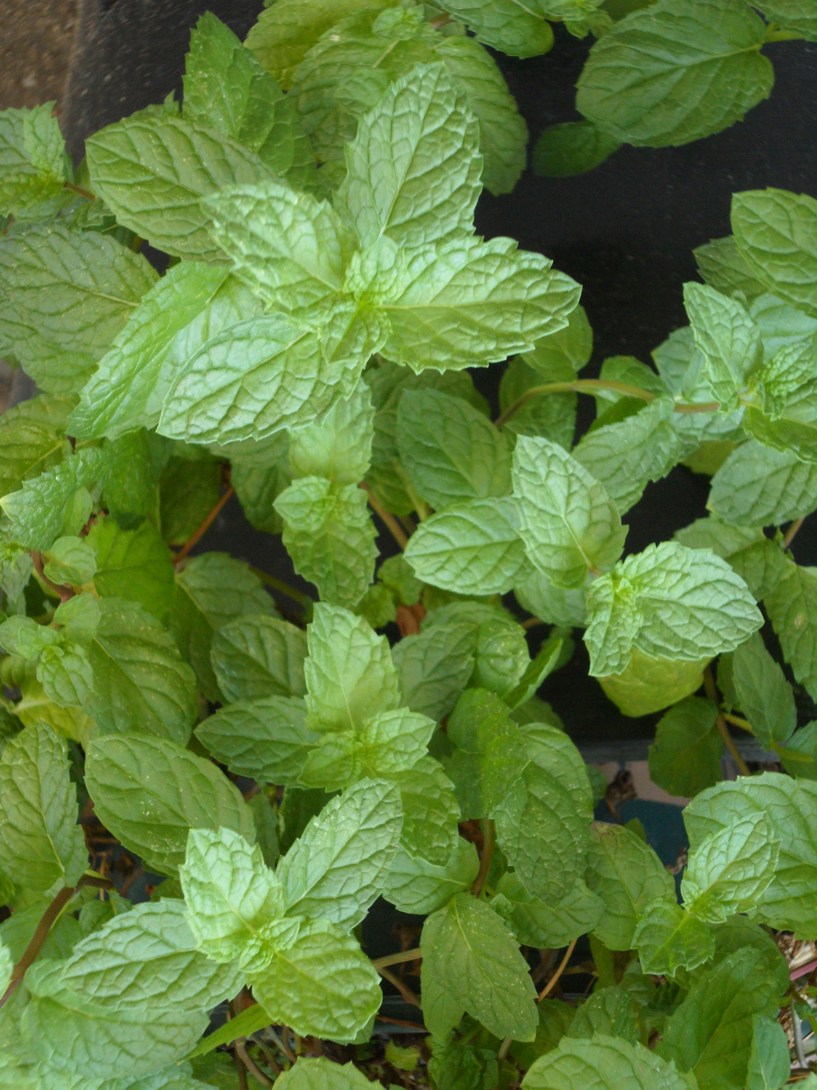 Fresh green mint leaves with serrated edges growing in a dense cluster