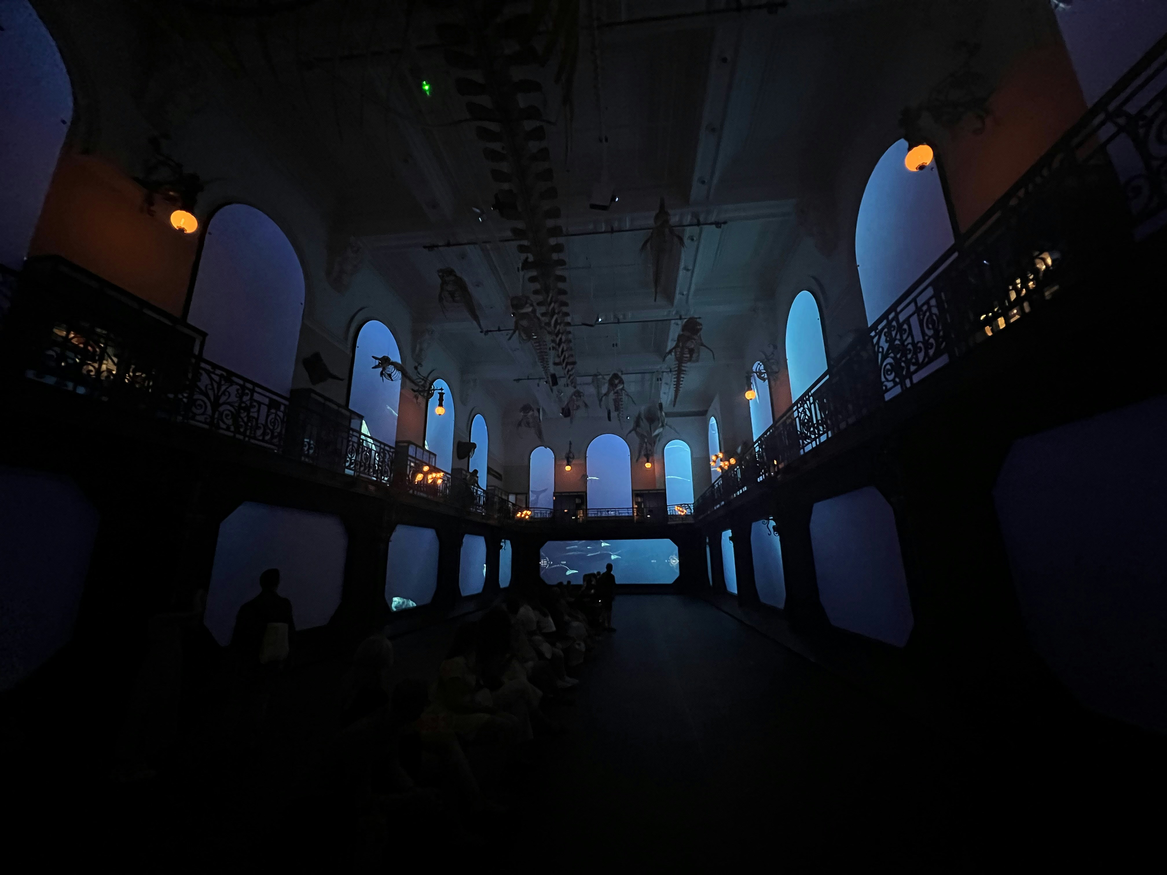 People sitting in a dark museum hall with whale skeletons suspended from the ceiling