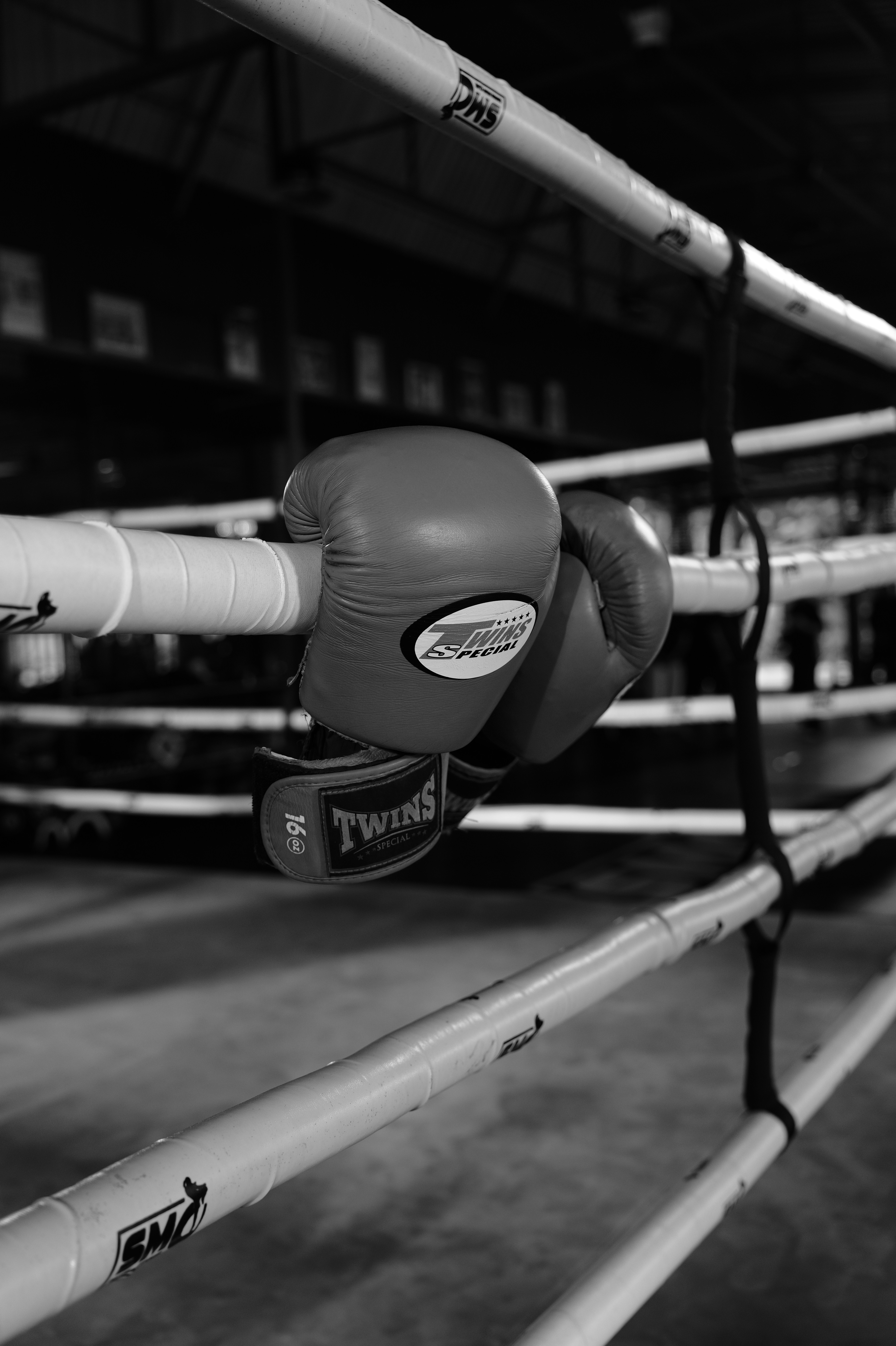 Boxing gloves hanging on the white padded ropes of a boxing ring