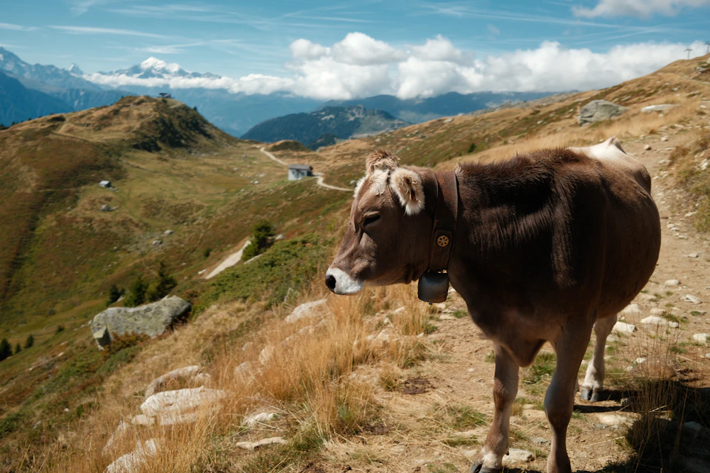 Vache brune portant une cloche sur un sentier d’alpage