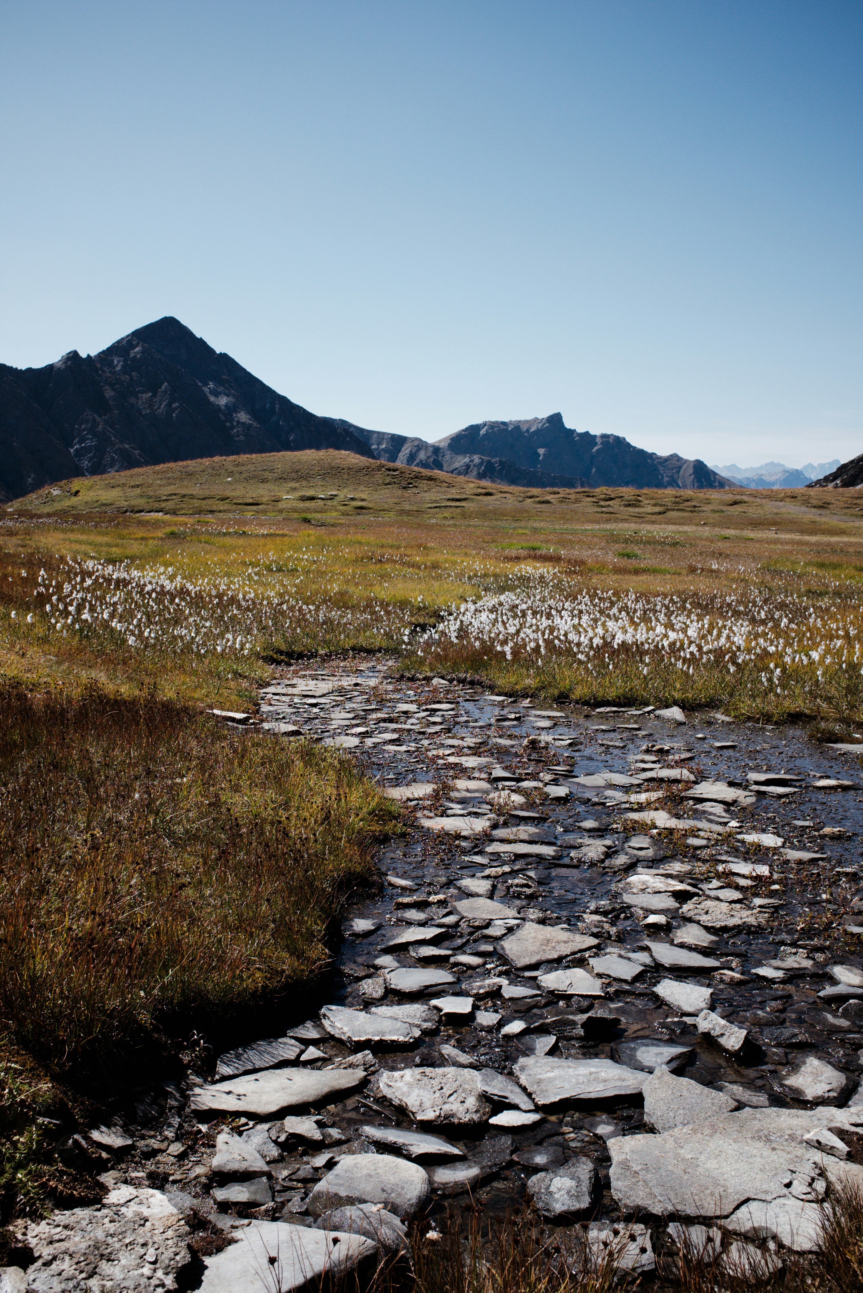 A shallow rocky stream flowing through a meadow with white wildflowers under mountains