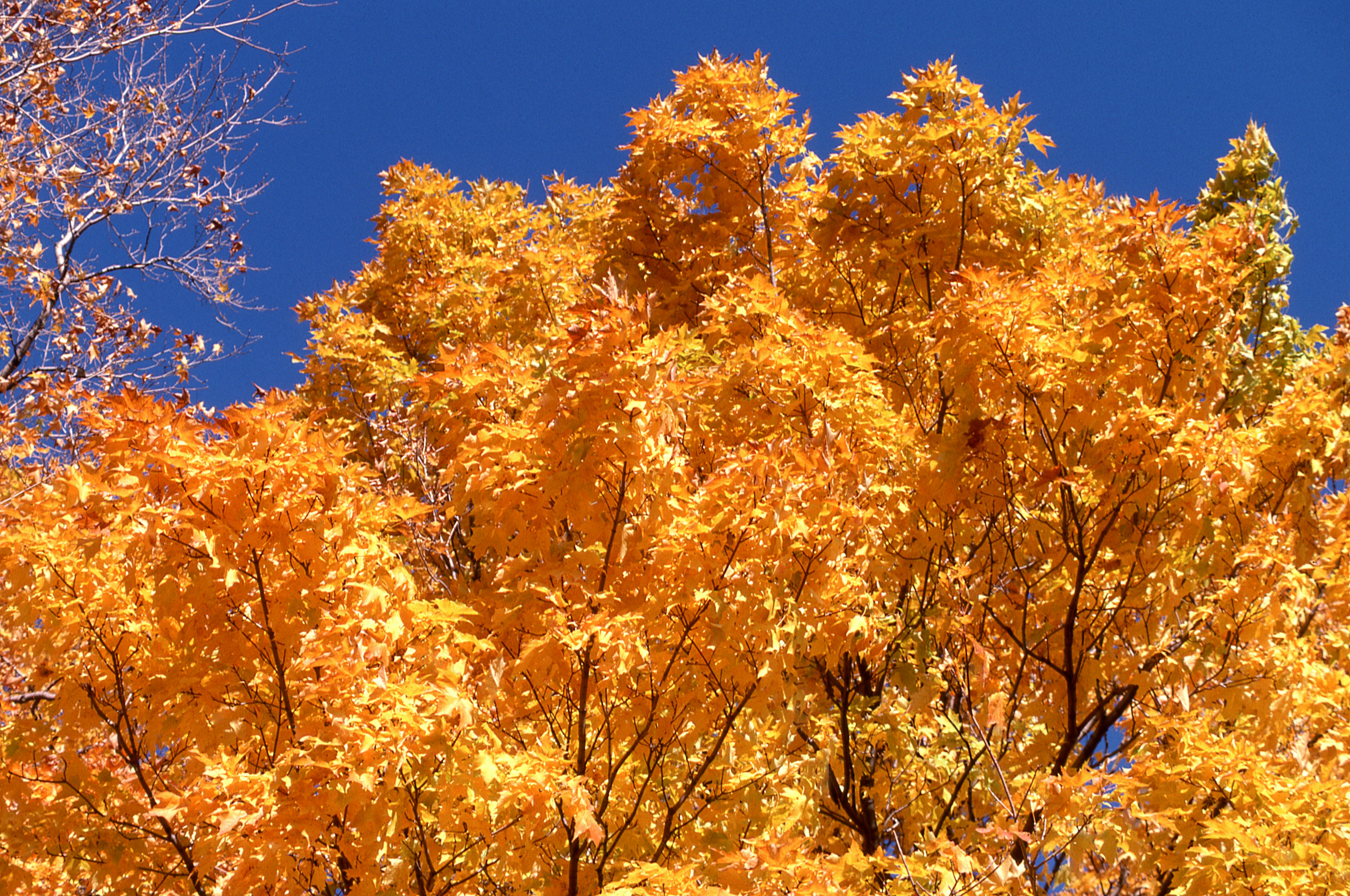 Un érable aux feuilles jaune doré éclatants sur un ciel bleu clair